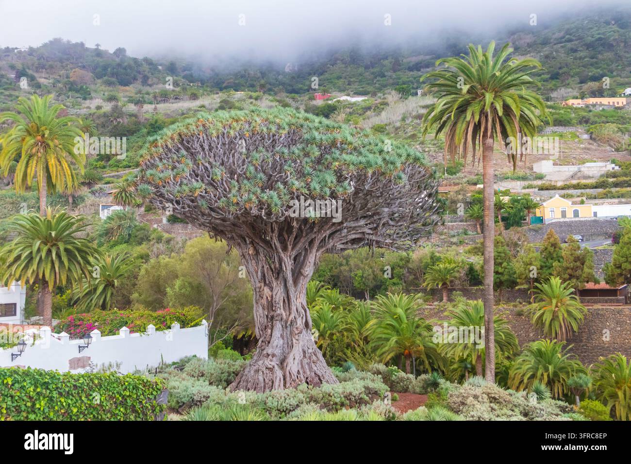 Antico Drago Milenario (Drago Milenario) nella città di Icod de los Vinos a Tenerife, Isole Canarie, Spagna. Simbolo di Tenerife, la più grande e la più antica vivente Foto Stock