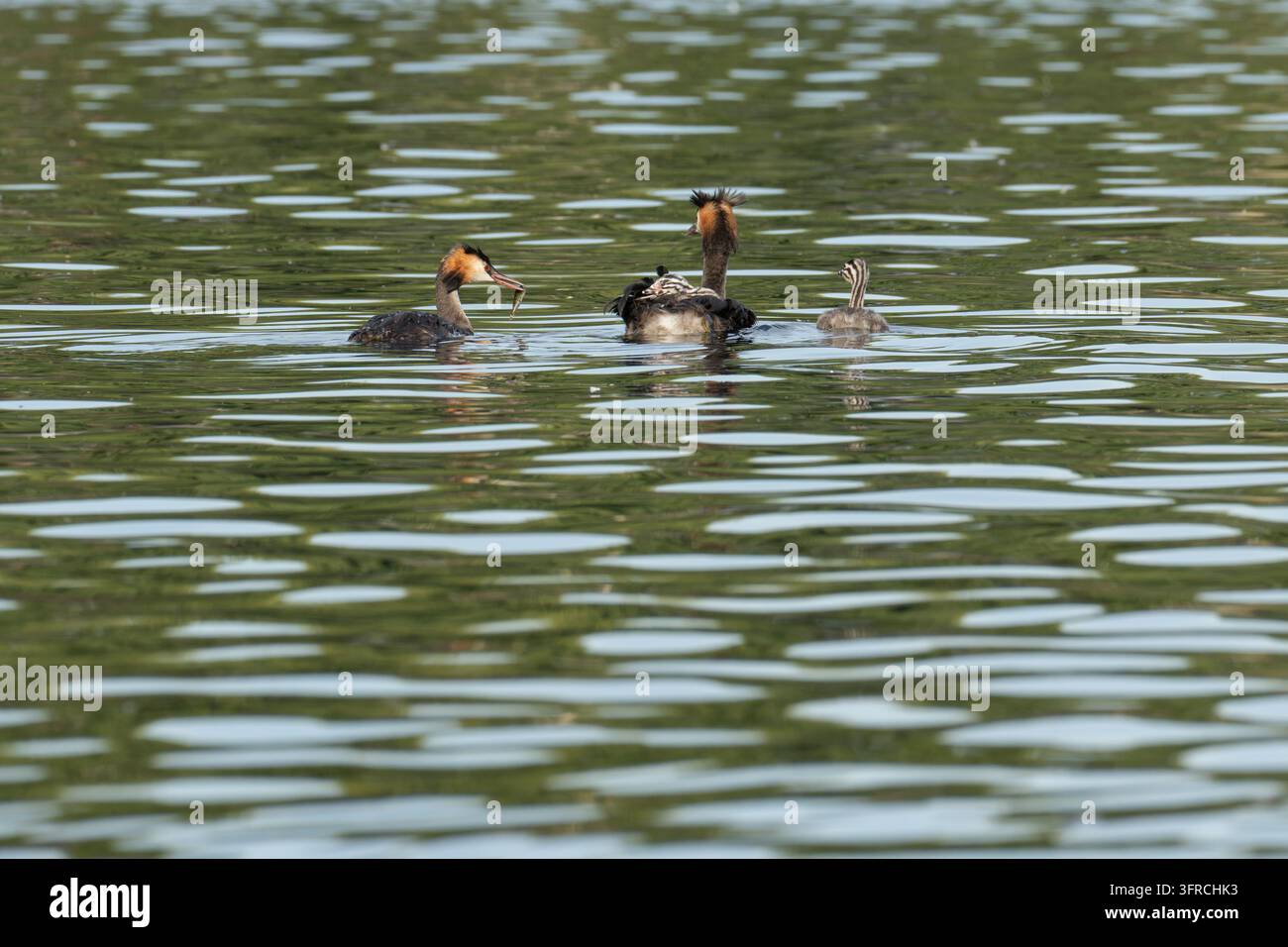 Un grebe adulto che tiene un pesce snello nel becco mentre nuota vicino al suo compagno che trasporta un pulcino e un altro pulcino che galleggia nelle vicinanze. Foto Stock