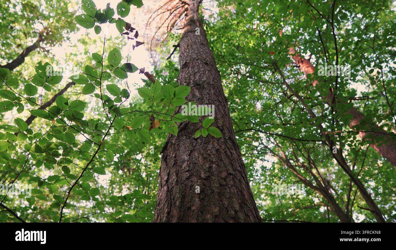 Vista della foresta che guarda su verso il tronco di un albero robusto verso il cielo luminoso, circondata da foglie e rami verdi vibranti Foto Stock