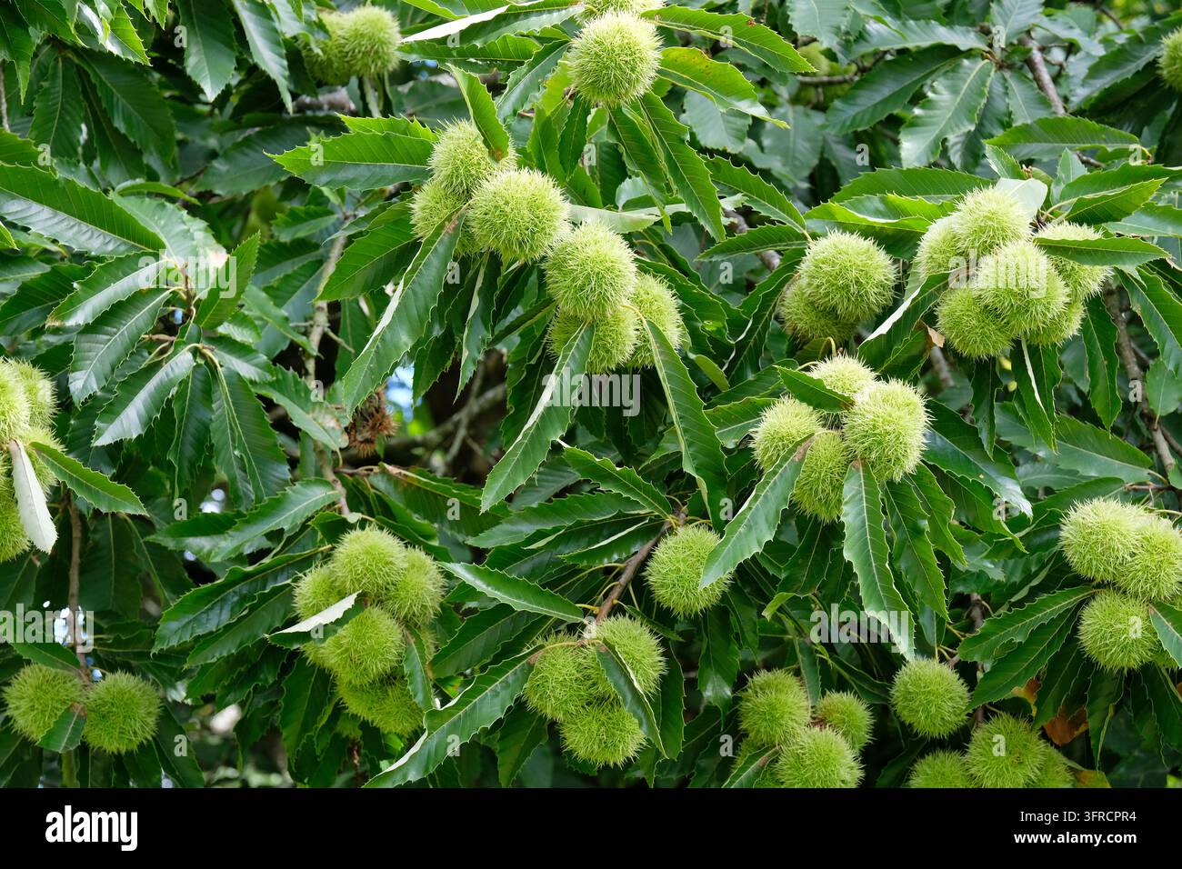 Bratte verdi appuntite e foglie seghettate si raggruppano su un castagno dolce (Castanea Sativa) all'inizio dell'autunno. Foto Stock