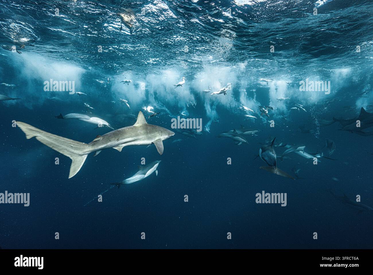 Squalo balena bronze che nuota sotto le onde che si infrangono con delfini comuni dietro Foto Stock