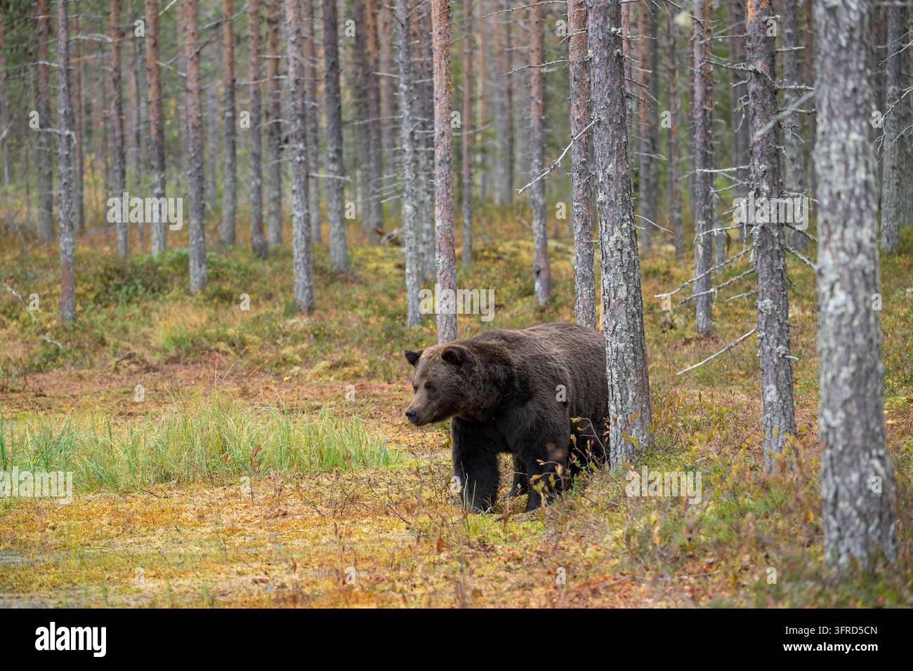 Unione di orso bruno della Finlandia Foto Stock