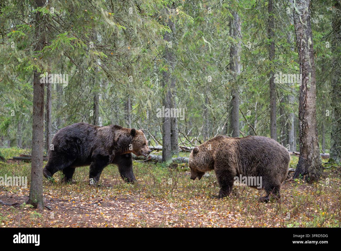 Coppia di orsi bruni europei, Finlandia Foto Stock