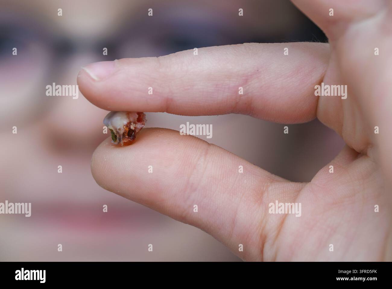 Bambino che tiene un dente appena caduto tra le dita Foto Stock