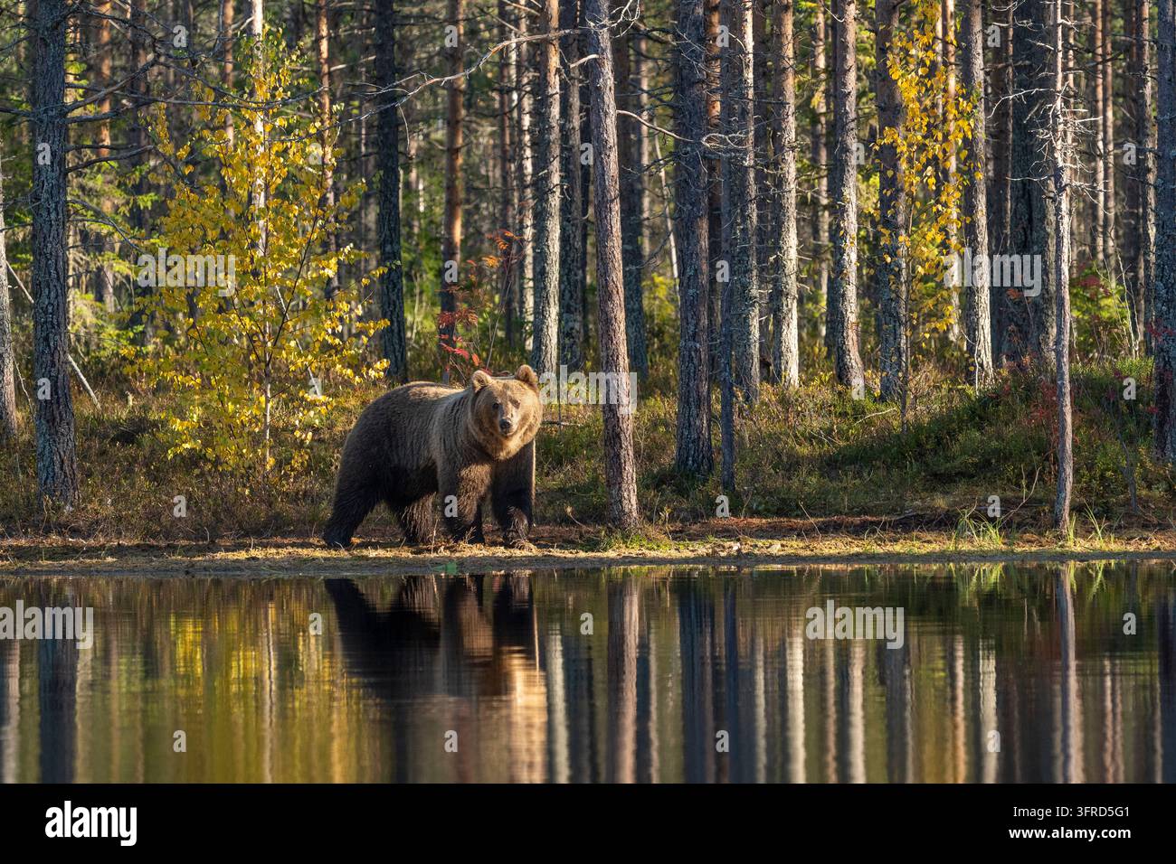Orso bruno, Finlandia Foto Stock