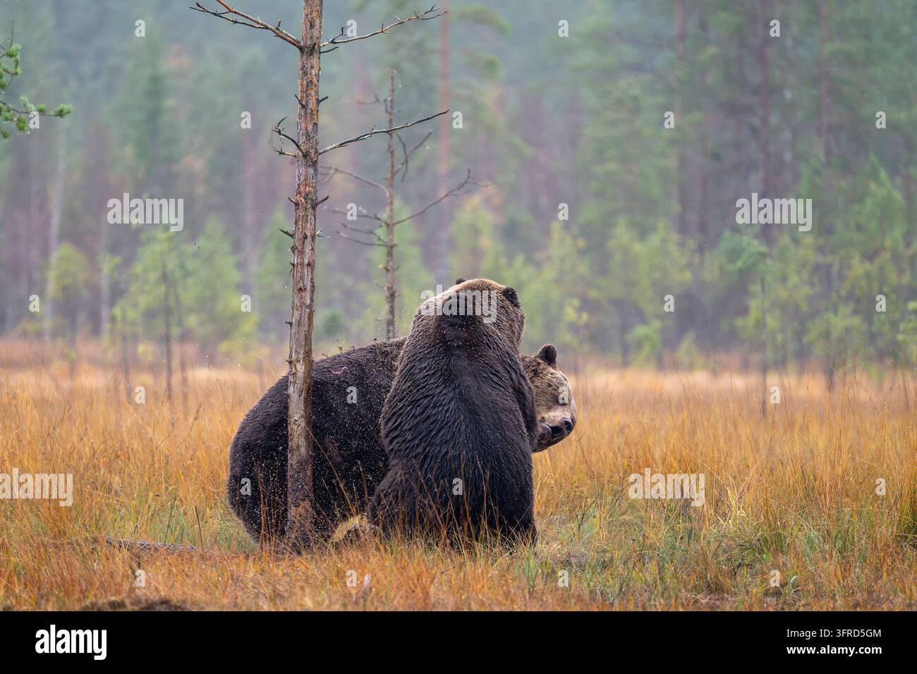 Coppia di orsi bruni europei che lottano per una carcassa, Finlandia Foto Stock