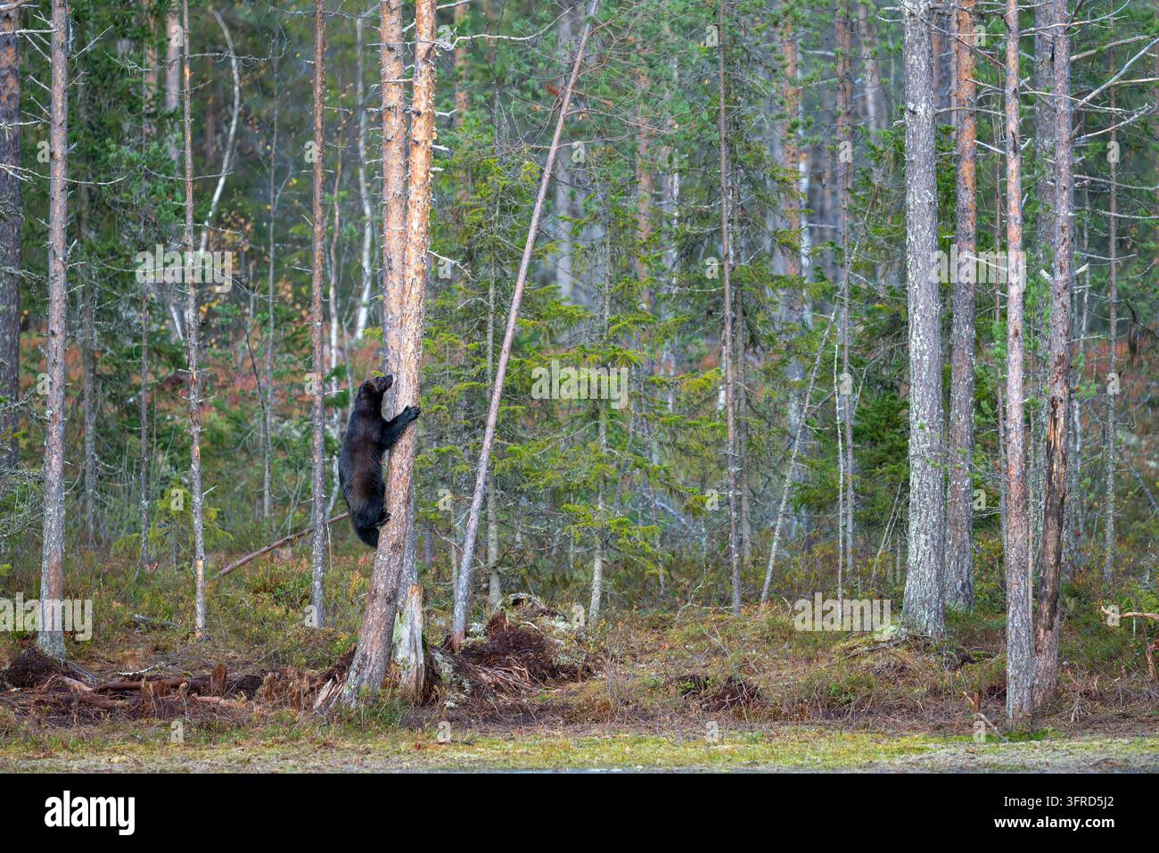 Gulo che sale su un pino per trovare cibo, Finlandia Foto Stock