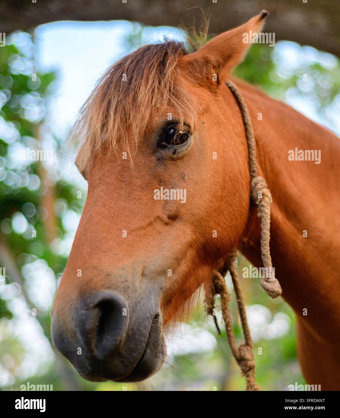 Faccia di cavallo triste vicina, corda di spago intorno al collo, cavalli in un parco Dharmapala Foto Stock