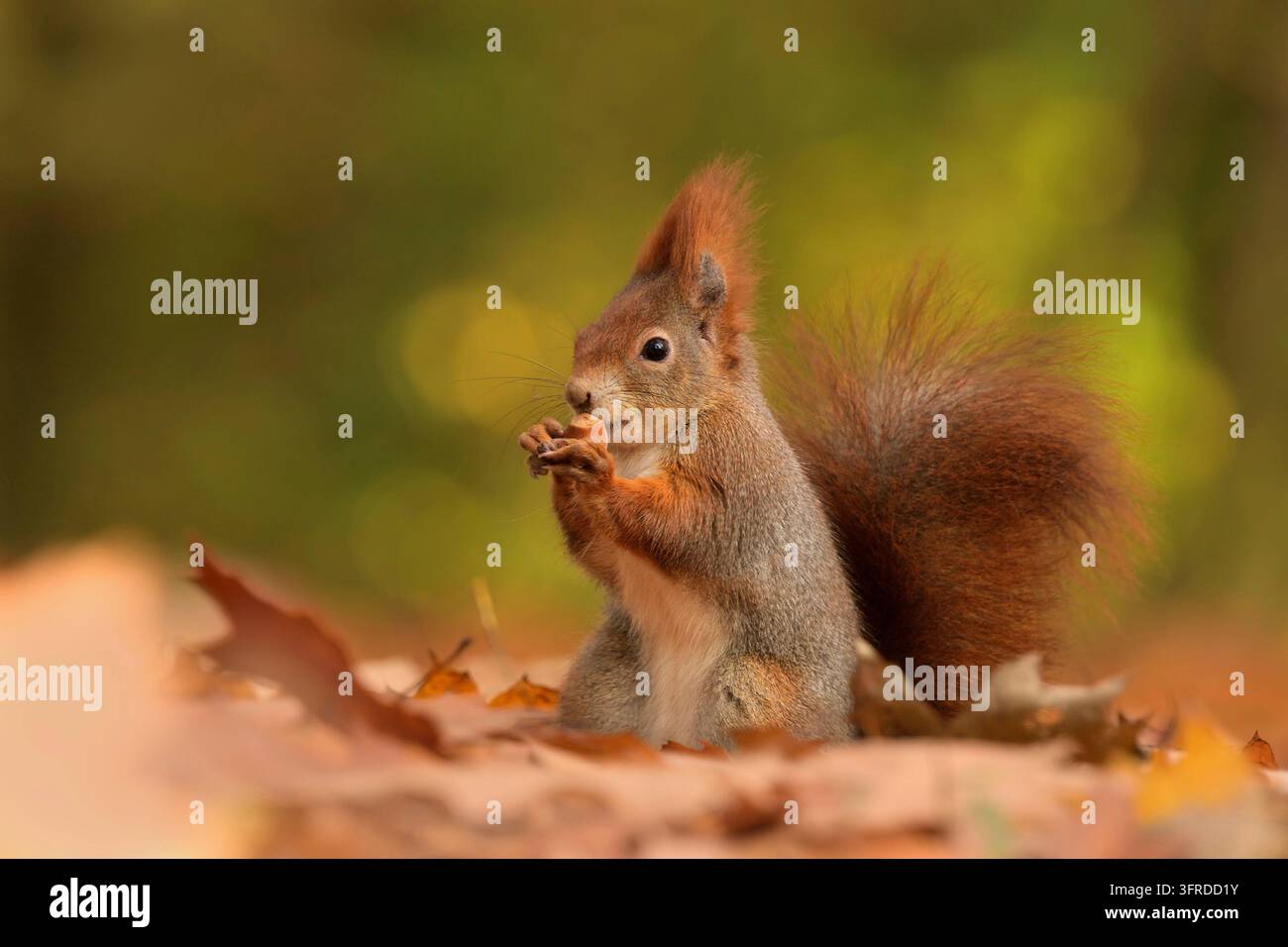 Scoiattolo rosso Sciurus vulgaris eurasico carino prato boschivo animale rosso rustico con occhi naturali meravigliosamente affettuoso, Repubblica Ceca, Europa, Europeo Foto Stock