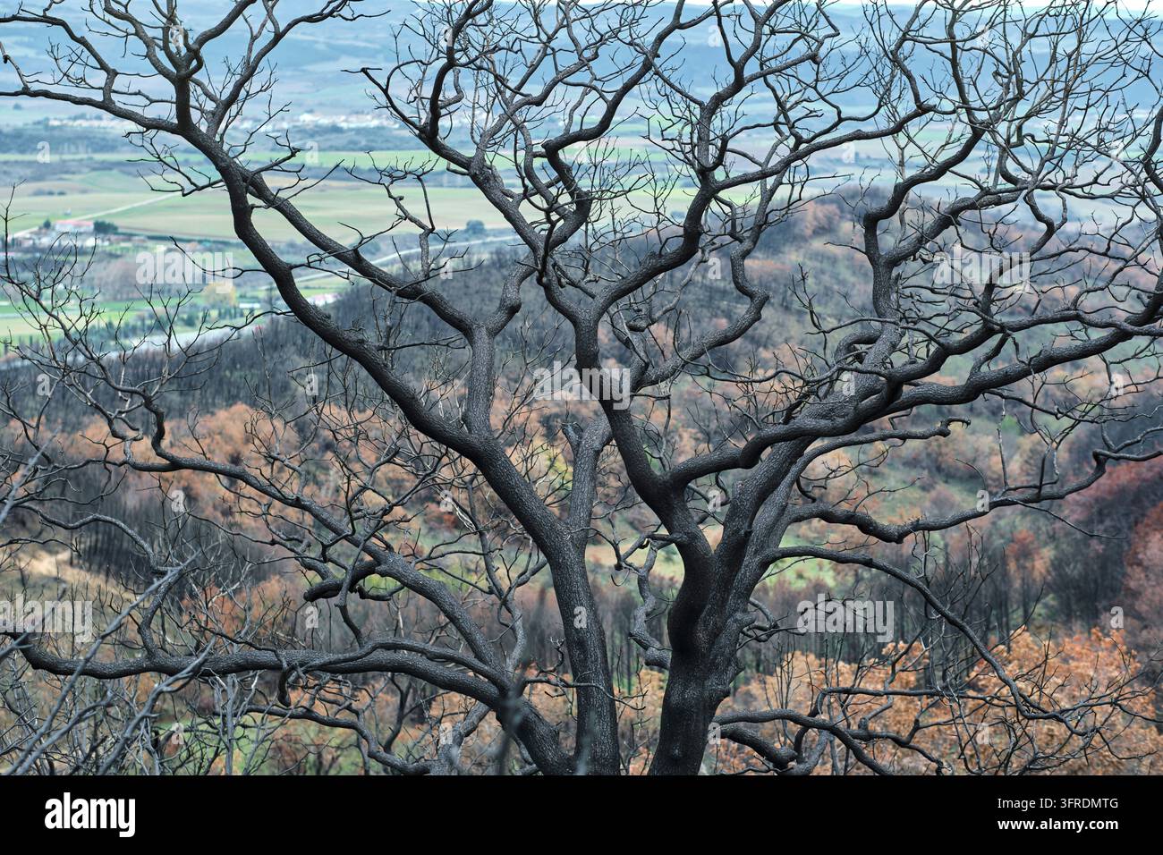 Scheletro di albero carbonizzato allineato contro lo sfondo della foresta distrutta dal fuoco, evidenziando gli effetti distruttivi degli incendi sulla natura Legarda Foto Stock