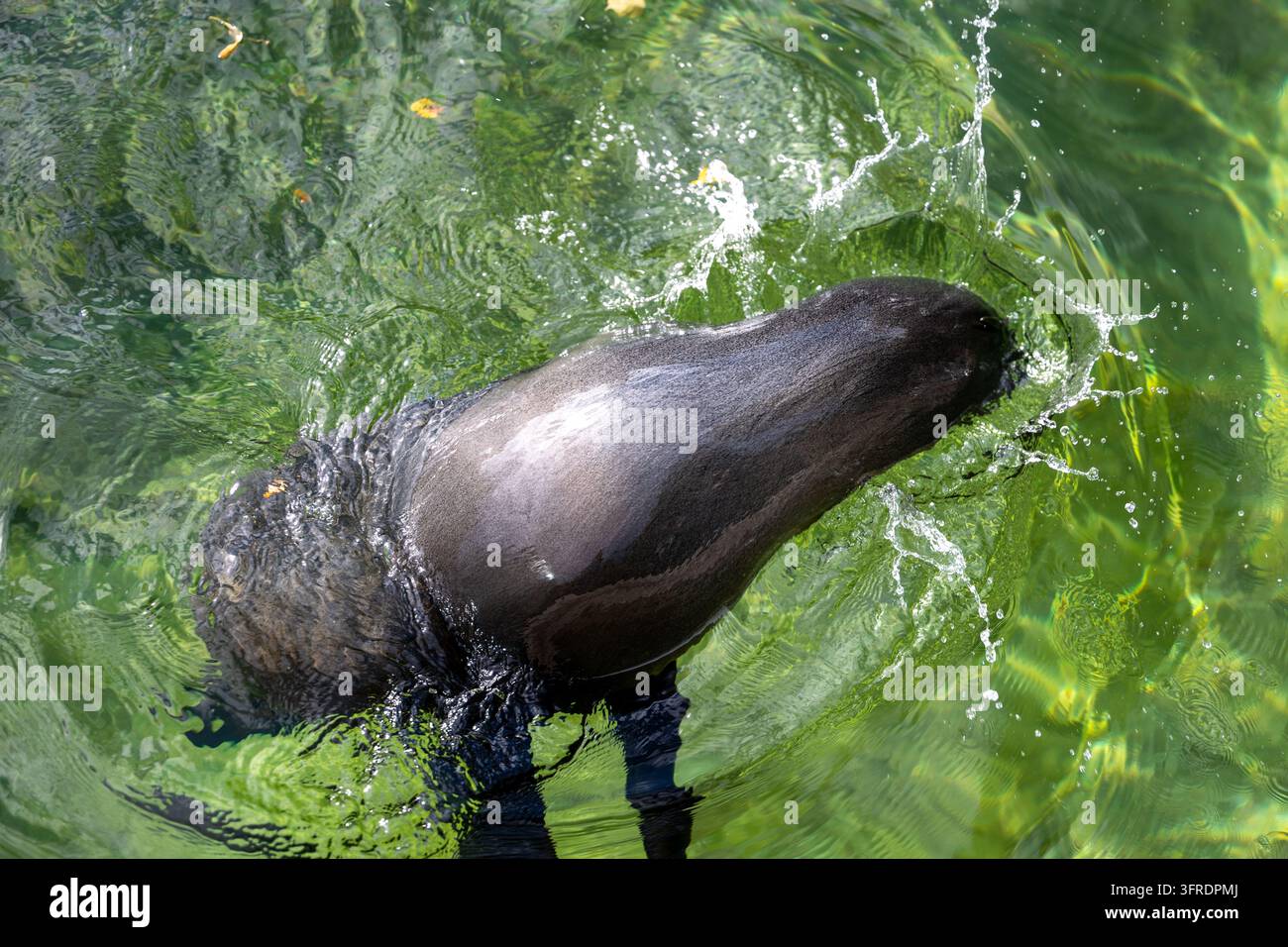 Un leone marino si muove rapidamente in una vasca, creando schizzi e increspature turbinanti sulla superficie dell'acqua verde dello zoo di Praga. Foto Stock