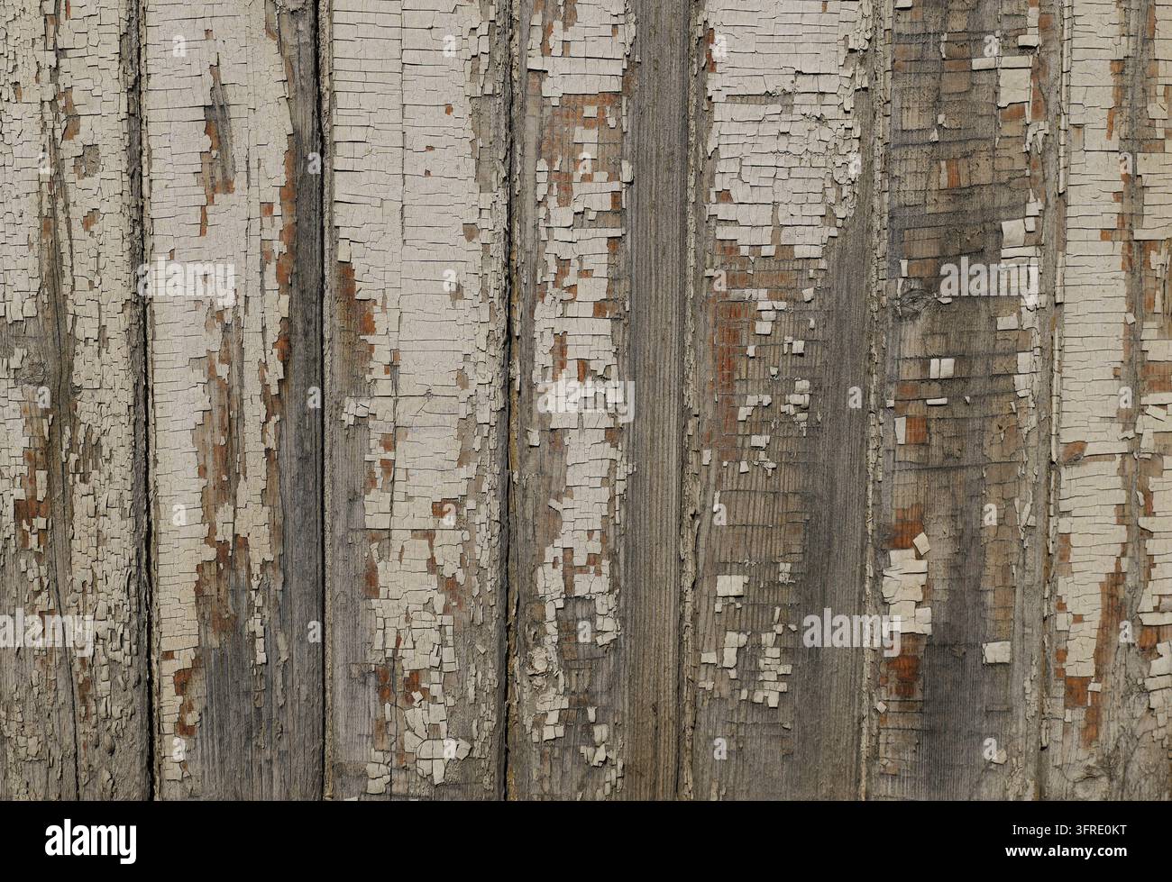 Panneaux di legno consumati con vernice bianca scrostata e venature visibili, che creano uno sfondo rustico e invecchiato con texture, ideale per vintage, fattoria e distre Foto Stock