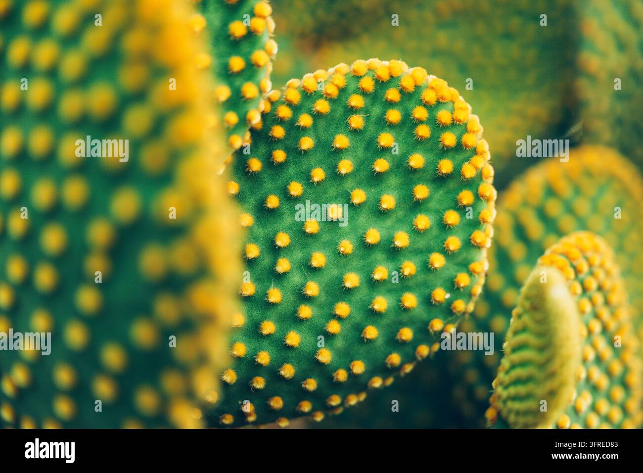 Fogli di fico d’India con grappoli di spine gialle nella baia del Kvarner, Croazia. Concetto di flora mediterranea, dettaglio botanico e texture naturale. Se Foto Stock