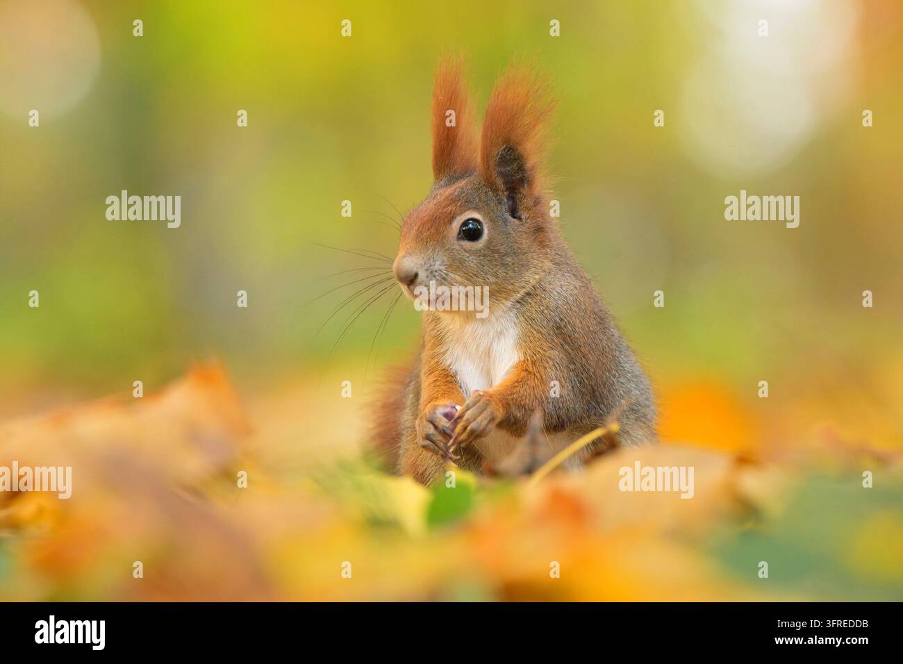 Scoiattolo rosso Sciurus vulgaris eurasiatico carino animale della foresta prato rosso rustico negli occhi naturali bello affettuoso, abete raccogliendo noci nelle vicinanze Foto Stock