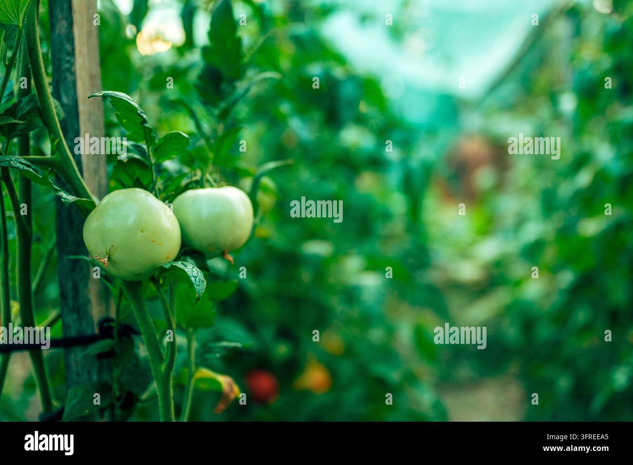 Pomodori verdi non maturi che maturano sul cespuglio in un ambiente di serra. Concetto di agricoltura biologica, crescita agricola, giardinaggio sostenibile e lo Foto Stock