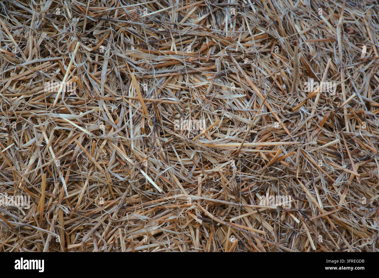 Texture dettagliata di paglia secca e consumata su un tetto tradizionale nel villaggio di Gearrannan Blackhouse nelle Ebridi Esterne. Foto Stock