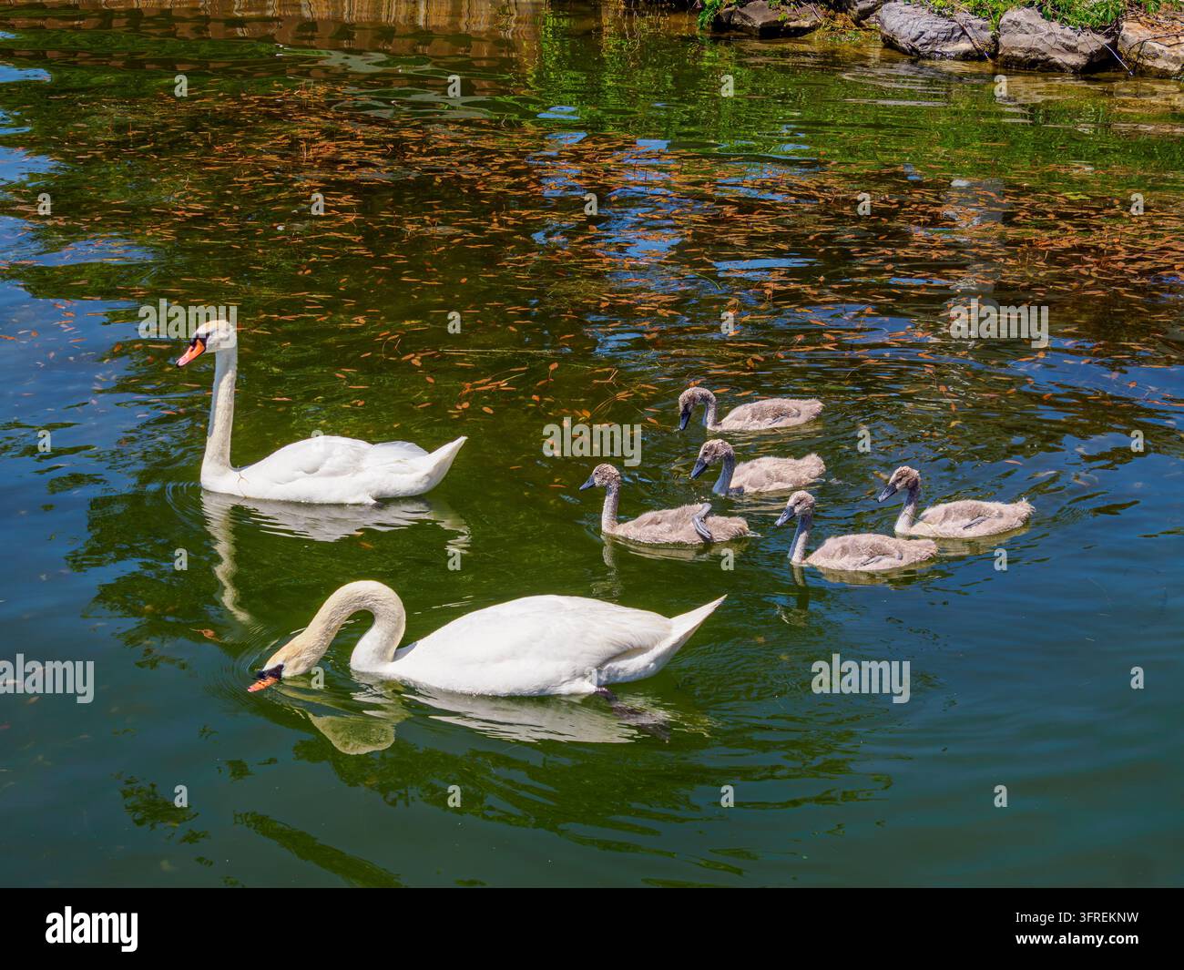 Una coppia di cigni muti veglia sui loro cinque cigli mentre si nutrono di alghe del lago. Foto Stock