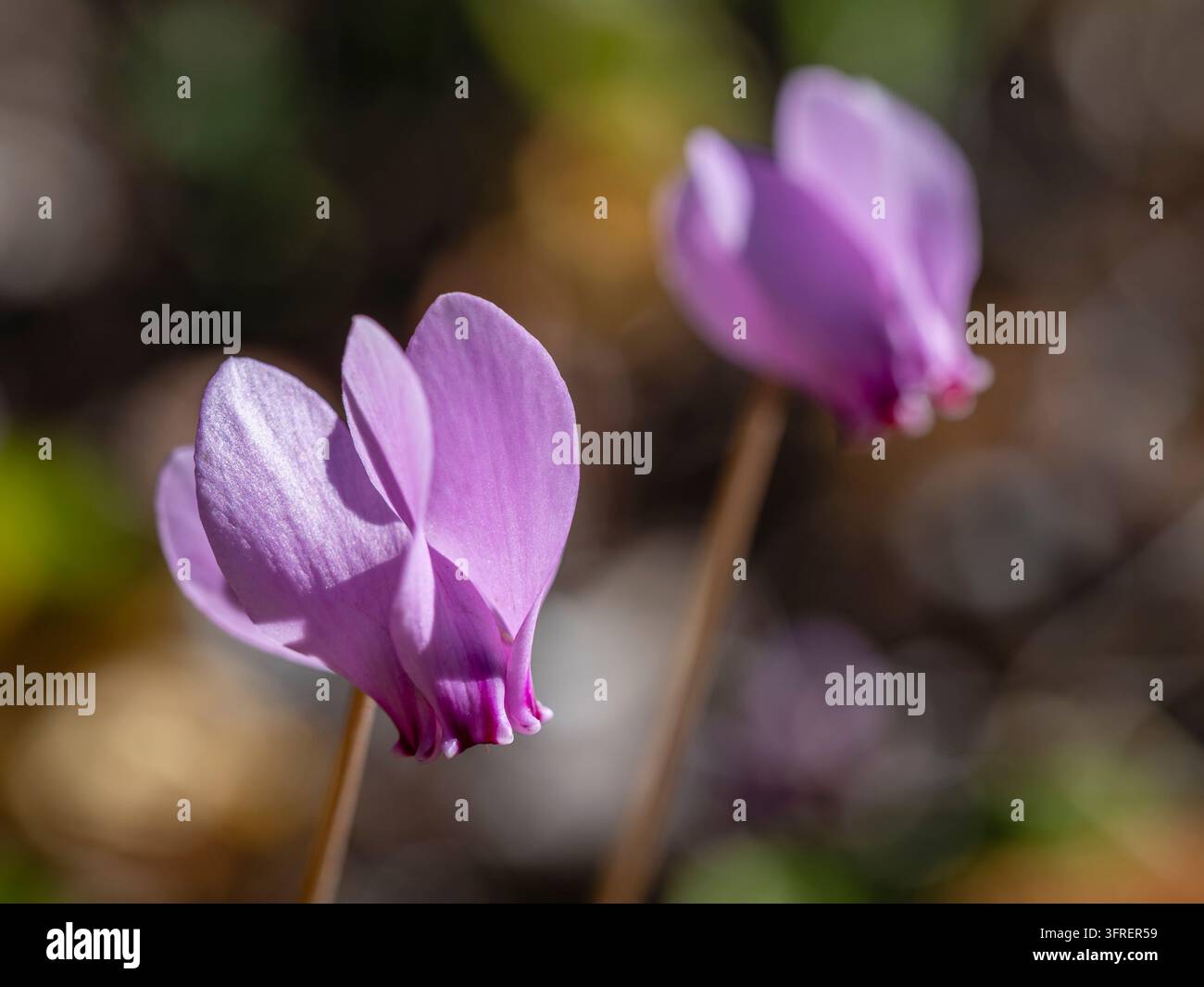 Prima vista di fiori rosa viola brillanti del ciclamino hederifolium selvatico, noto anche come pane di maiale o ciclamino a foglie di edera, che fiorisce all'aperto in autunno Foto Stock