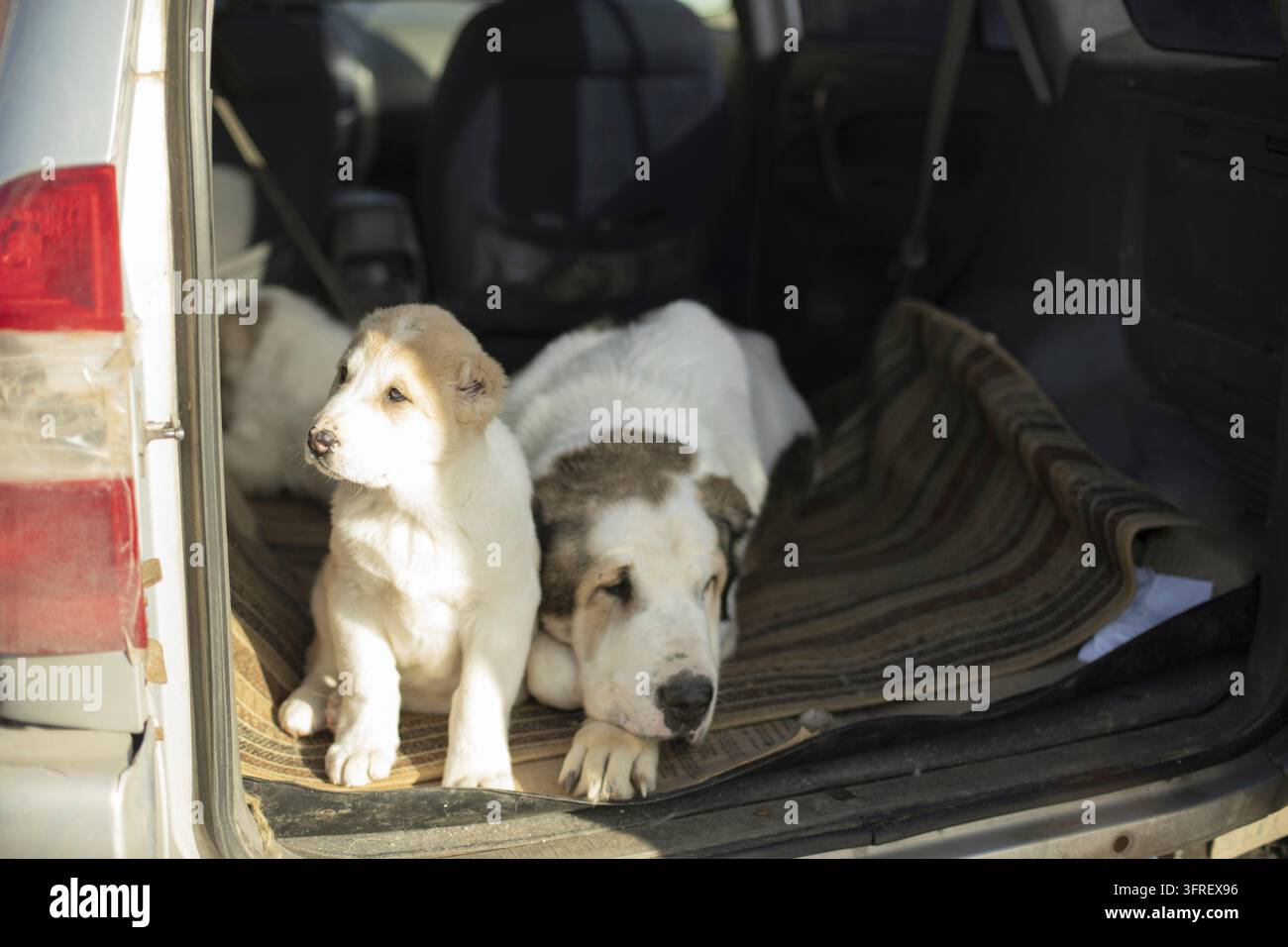 Cane da pastore caucasico con cuccioli. Cuccioli in macchina. Famiglia di cani Foto Stock