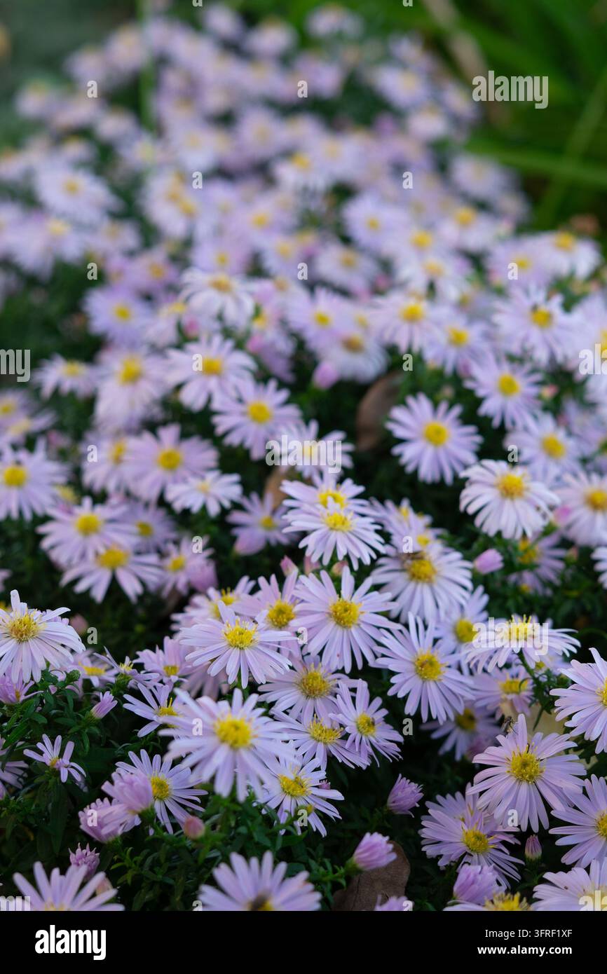Fiori di margherita viola di San Michele in fiore nel giardino autunnale Foto Stock