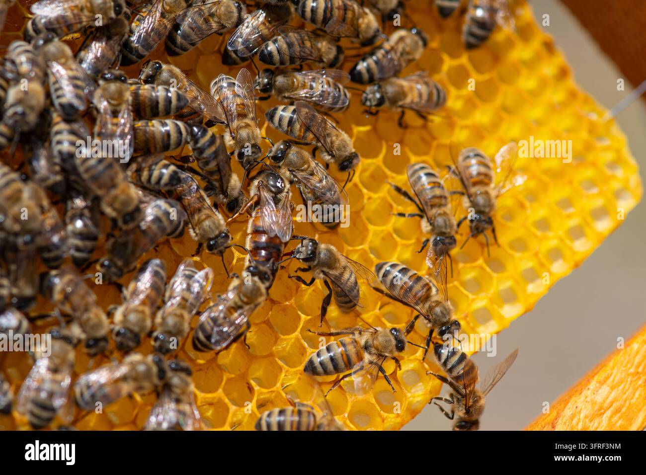 Api mellifere che lavorano su un favo di cera gialla nell'alveare, ape regina con api, sfondo macro in primo piano. Foto Stock
