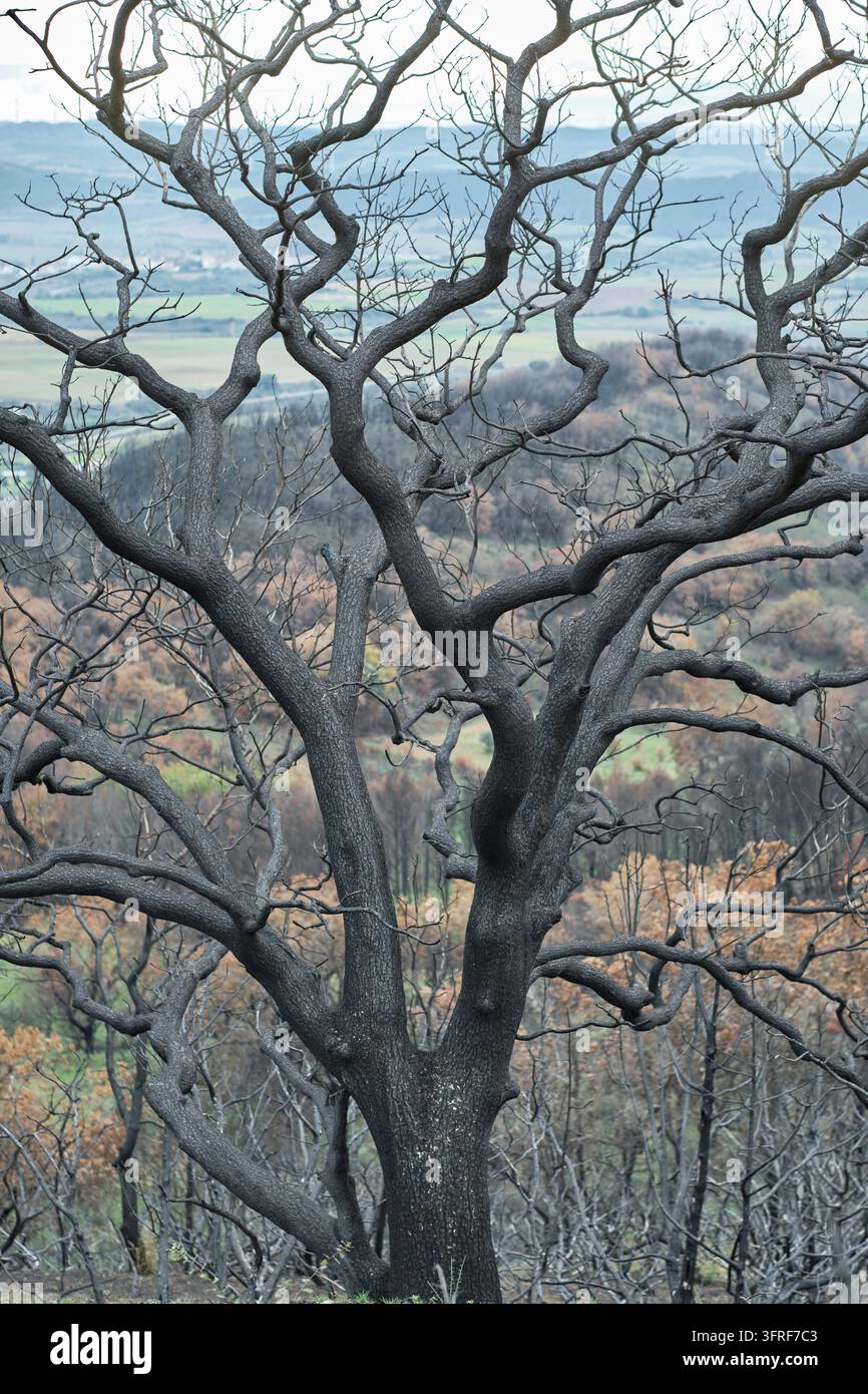 Scheletro di albero carbonizzato di fronte a una foresta bruciata, che evidenzia l'impatto devastante degli incendi sulla natura Legarda, Navarra, Spagna Foto Stock