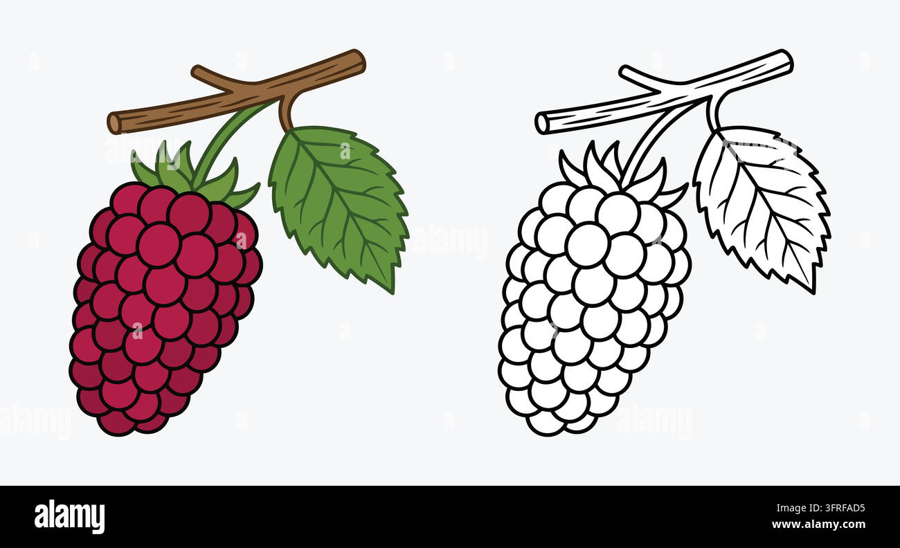 Fragola rossa fresca su uno stelo in colore e in arte lineare bianco e nero Illustrazione Vettoriale