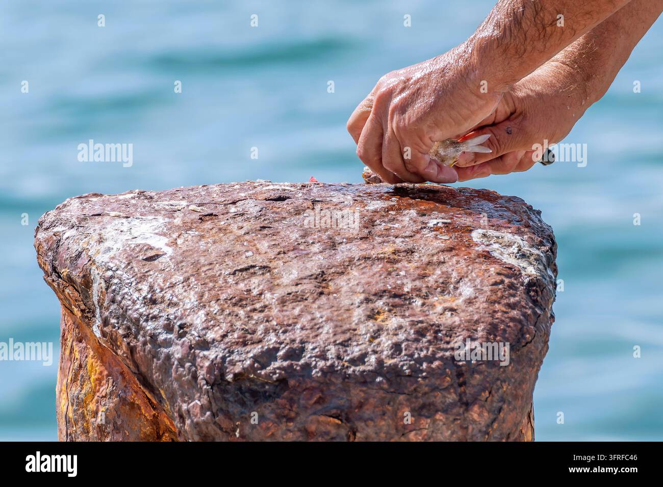 Mani maschili puliscono un piccolo pesce appena pescato su una bita di ormeggio arrugginita del porto Foto Stock