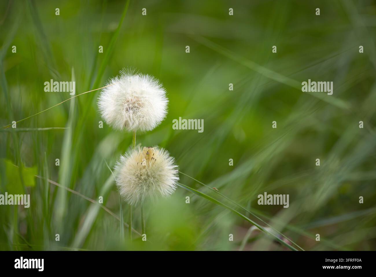 Capitelli di semi bianchi e morbidi ondeggiano dolcemente nella brezza. Foglie verdi incorniciano i delicati fiori soffici. La quieta bellezza della natura riempie lo sfondo sfocato. Foto Stock