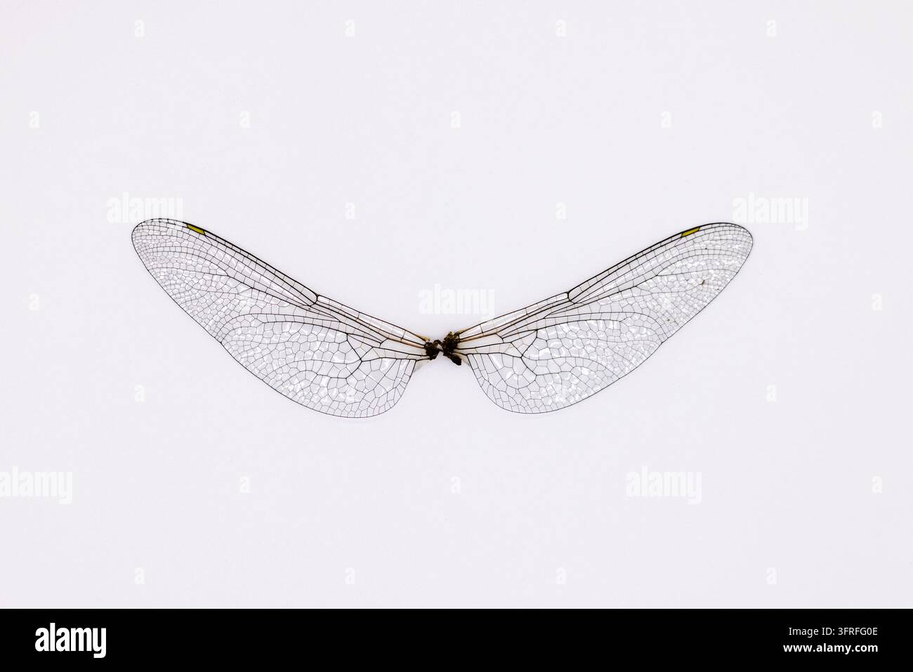 Ali delicate aperte contro uno sfondo bianco netto. I dettagli delle sottili venature sono visibili attraverso le membrane traslucide. Foto Stock