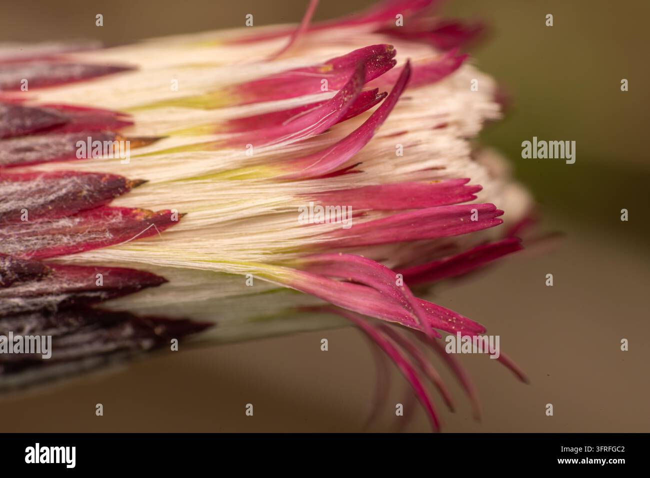 Un primo piano mostra delicati filamenti di fiore con sfumature rosa e bianche. Piccoli peli luccicano di gocce di rugiada su punte morbide e piumose. Foto Stock