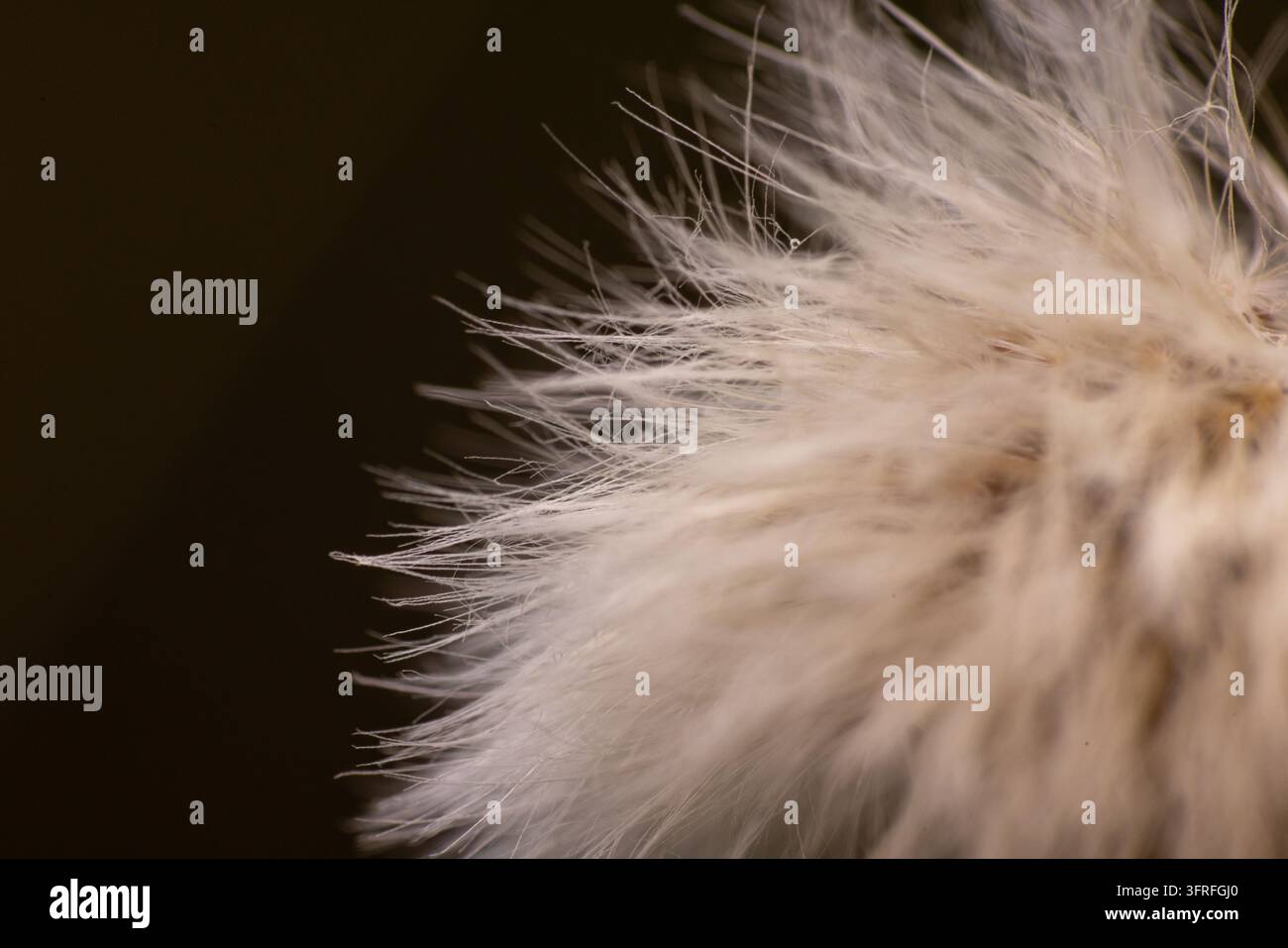 Texture di pelo morbido e soffice su sfondo scuro. I dettagli del pelo evidenziano ciocche naturali e delicate. L'immagine trasmette calore e comfort. Foto Stock