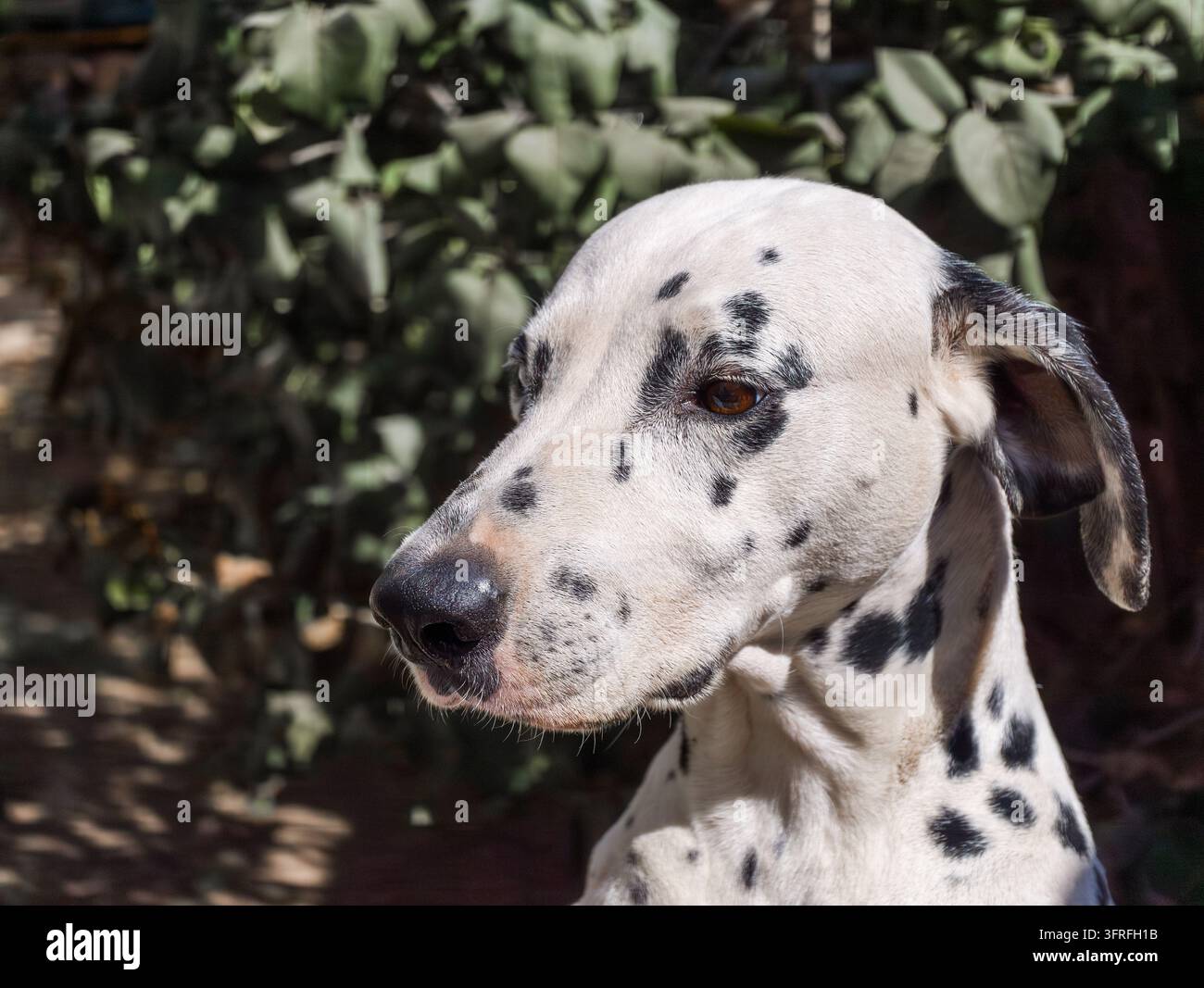 Testa di cane dalmata alla luce del sole. Mantello maculato e orecchie cadenti. Foglia verde sullo sfondo. Scena all'aperto con luce naturale. L'animale è domestico Foto Stock