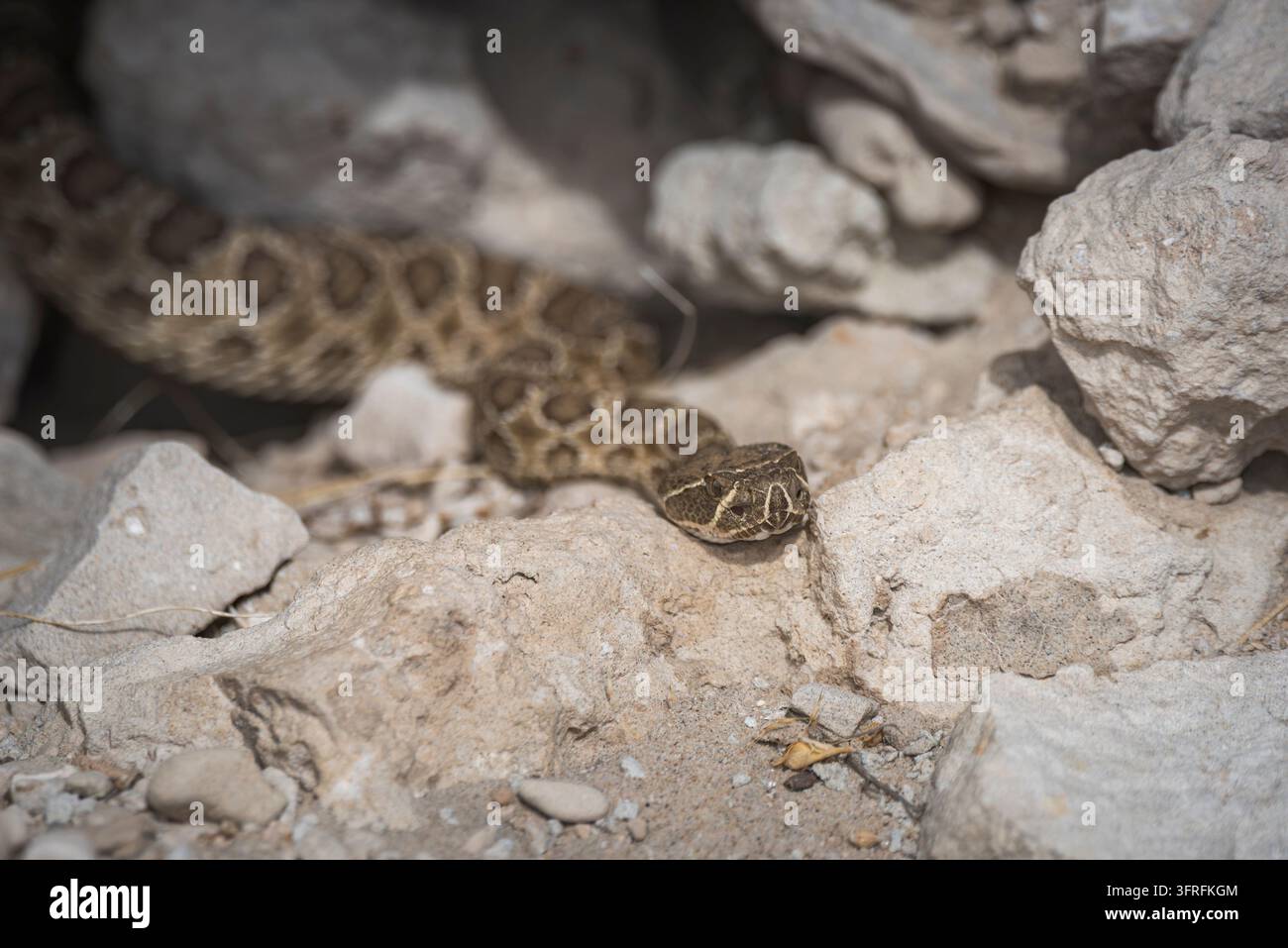 Prima vista di un serpente a sonagli che si nasconde tra le rocce Foto Stock