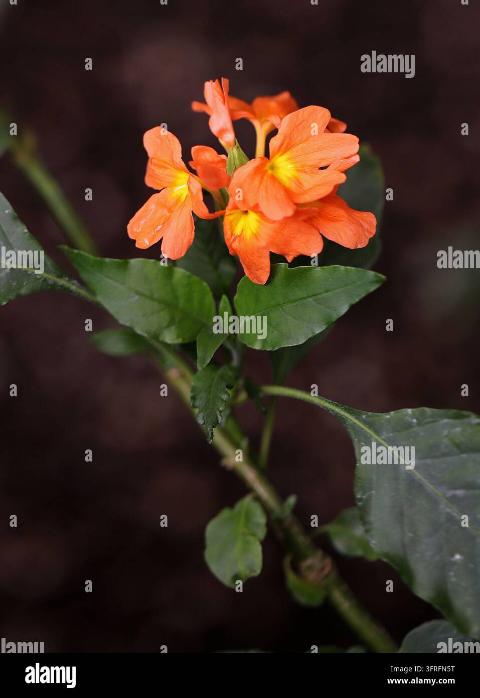 Fiore di bottiglia d’acqua, Crossandra infundibuliformis, Acanthaceae, India meridionale, Malesia e Sri Lanka, Asia. Pianta di bottiglia d’acqua, fiore di bottiglia d’acqua. Foto Stock