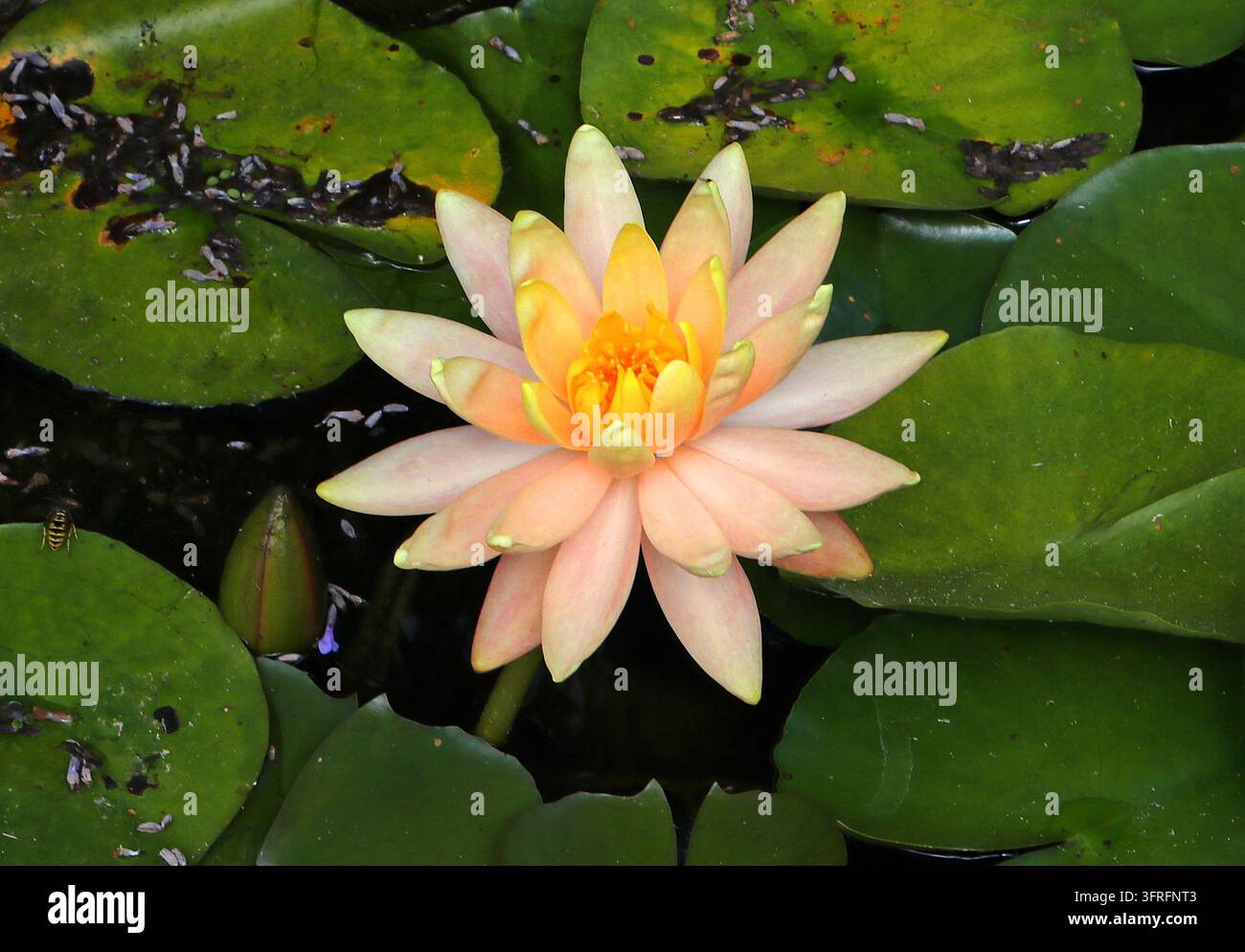 Ninfearia o Ninfea, Nymphaea "Cypriana", Nymphaeceae. Regno Unito. Ibrido. Nymphaea 'Cypriana' è una ninfea acquatica ibrida resistente. Foto Stock