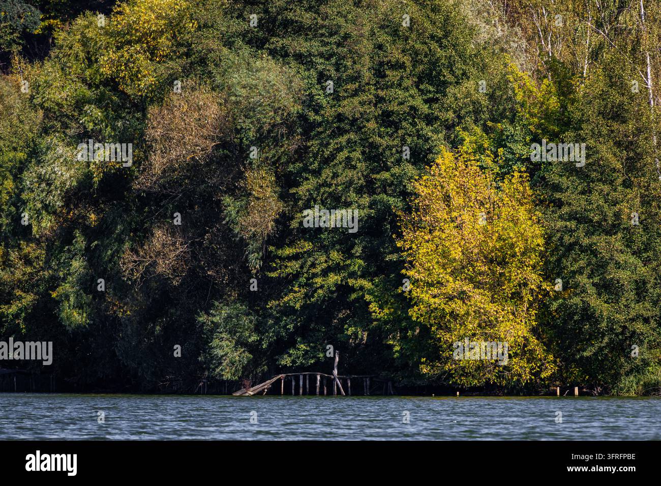 Riva boschiva ombrosa con un piccolo molo di legno nascosto tra gli alberi alti. I colori profondi e il contrasto creano una sensazione di rifugio segreto perfetto per viaggi tranquilli Foto Stock