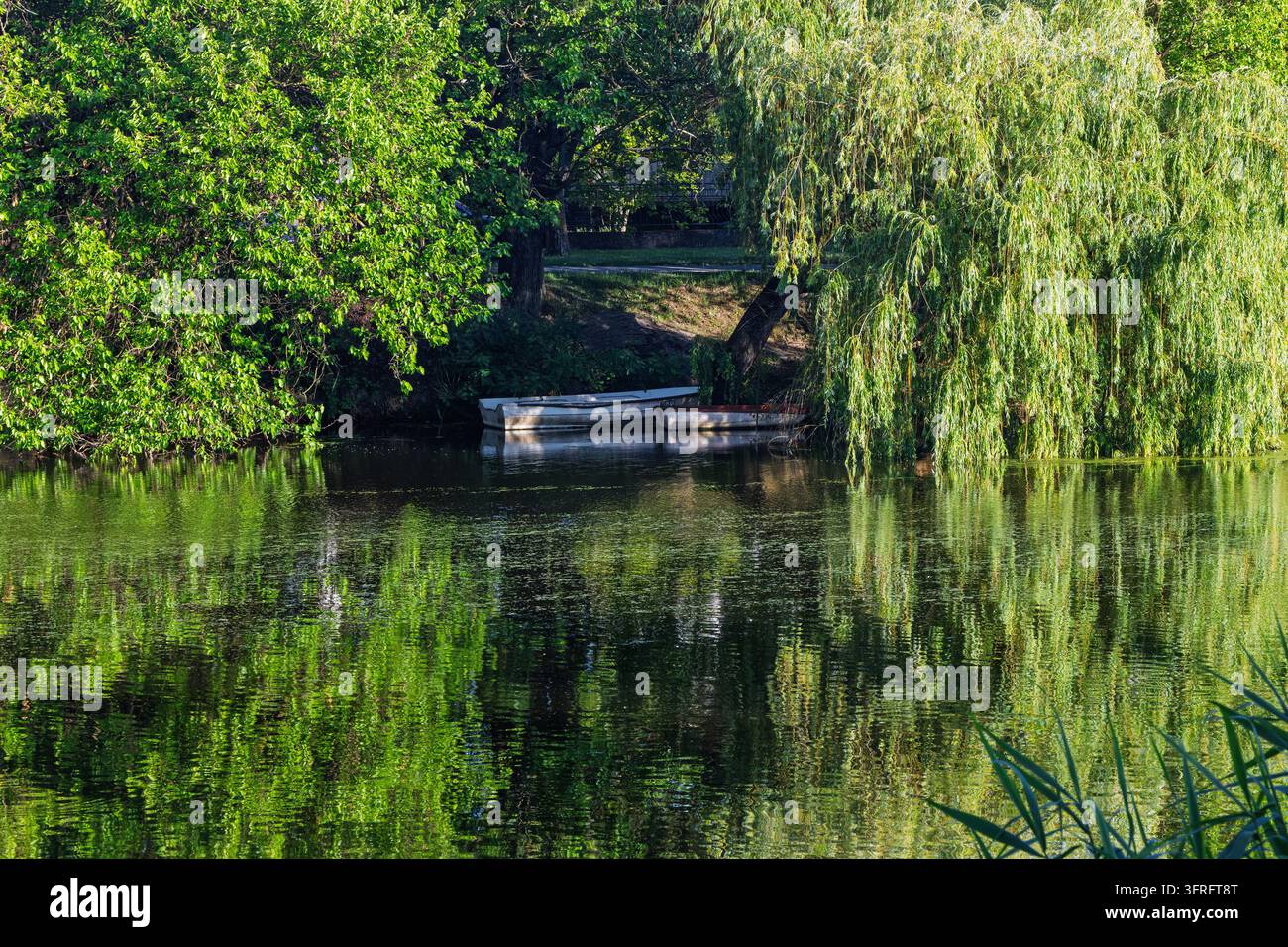 Una piccola barca a remi bianca ormeggiata sotto salici e alberi a foglia caduca sporgenti su un lago calmo, una vegetazione verde vibrante riflessa nell'acqua che ondeggia dolcemente, crea Foto Stock