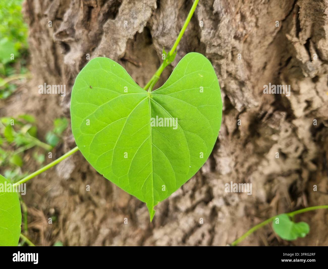 Prima di una foglia a forma di cuore di una vite di convolvolulo bianco selvatico (Ipomoea sp.) che cresce contro la corteccia di un albero Grevillea in Africa - Immagine stock catturata con smartphone