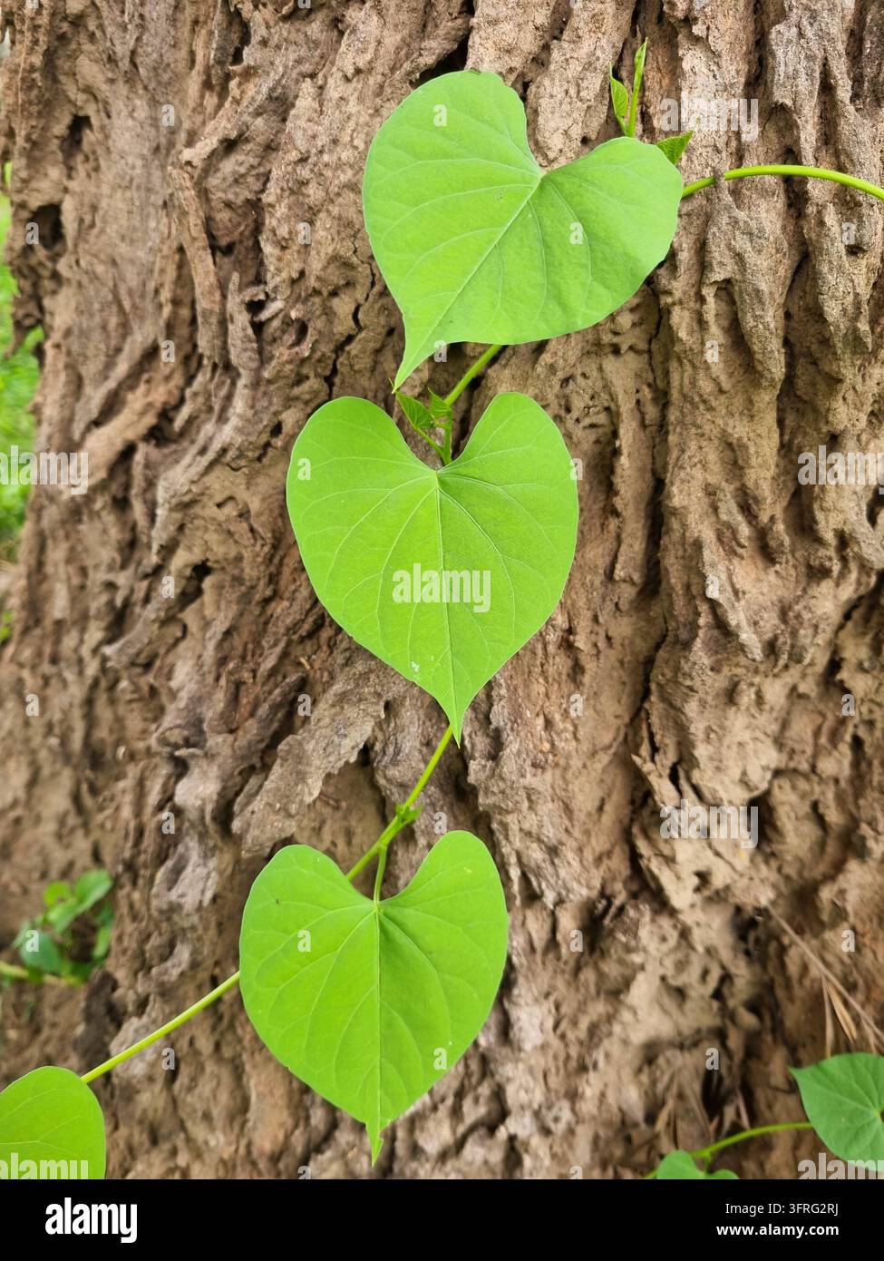 Foglie a forma di cuore di una vite di convolvolulo bianco selvatico (Ipomoea sp.) che si arrampica su un tronco di Grevillea strutturato in Africa - Immagine stock catturata con smartphone