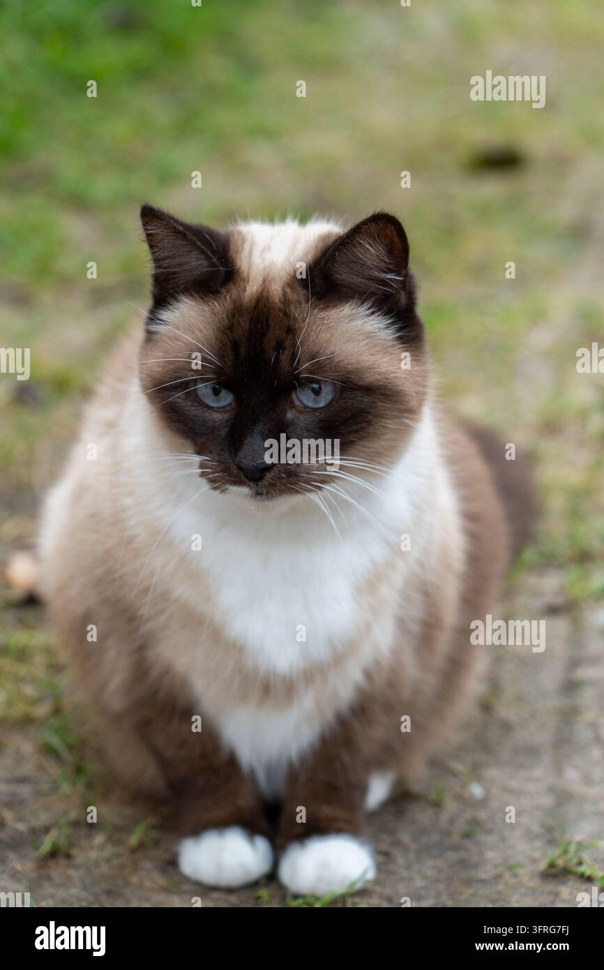 Ritratto di gatto siamese con occhi blu all'aperto, animale domestico calmo seduto sull'erba Foto Stock