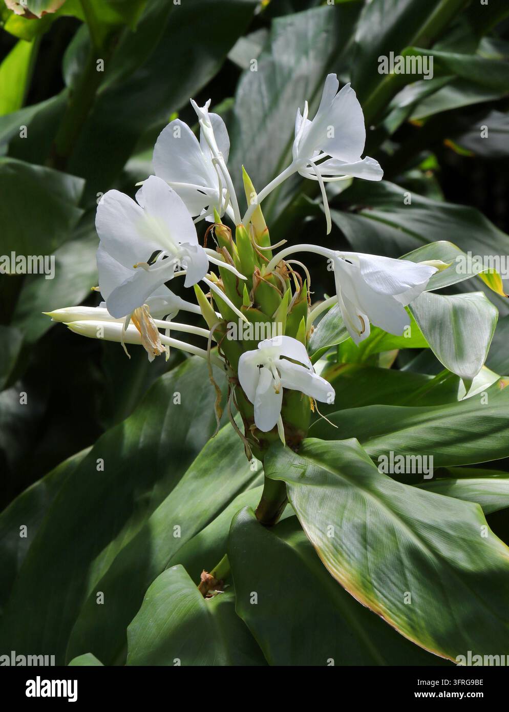 Garland-lilia bianca o Giglio bianco allo zenzero, Hedychium coronarium, Zingiberaceae. Asia. Hedychium coronarium, la garland-lilia bianca o giglio bianco allo zenzero. Foto Stock