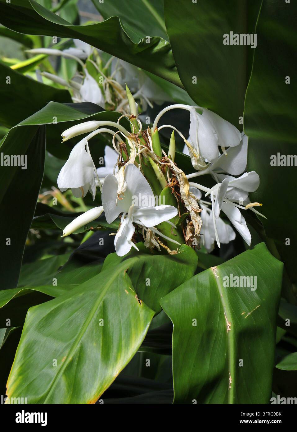 Garland-lilia bianca o Giglio bianco allo zenzero, Hedychium coronarium, Zingiberaceae. Asia. Hedychium coronarium, la garland-lilia bianca o giglio bianco allo zenzero. Foto Stock