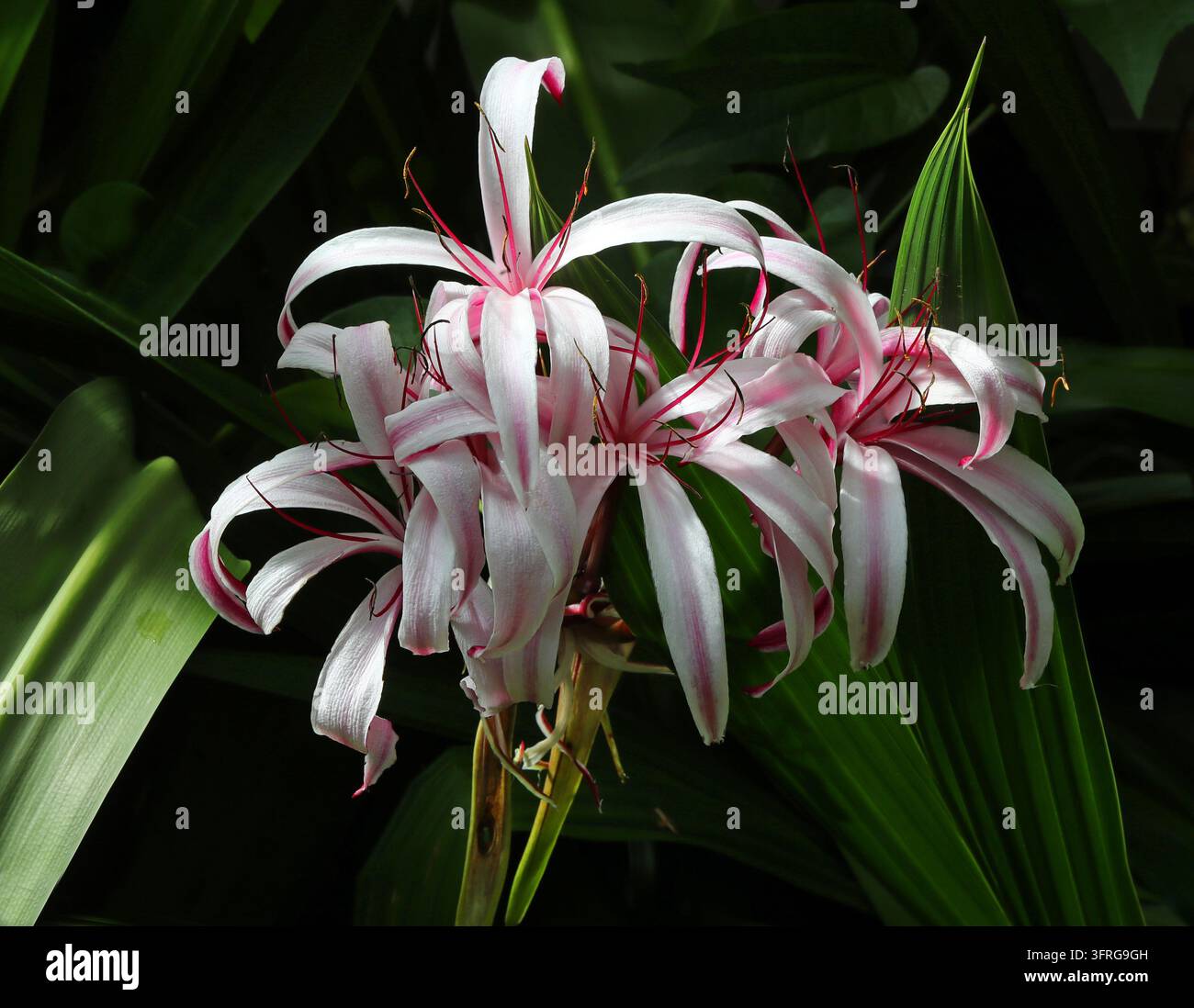 Gigante Giglio, Giglio delle Paludi, Giglio della Regina Emma o Gigante Giglio Crinum, Crinum amabile, Amaryllidaceae. Sumatra, Sud-est asiatico. I suoi fiori sono grandi, Foto Stock