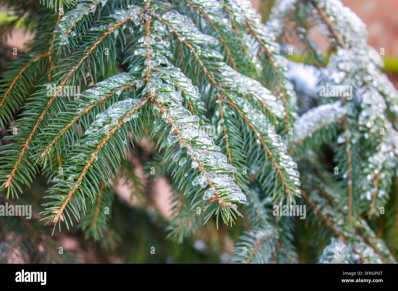 Rami di abete coperti di ghiaccio in inverno, aghi sempreverdi congelati con una patina di ghiaccio trasparente e sfondo sfocato naturale morbido Foto Stock