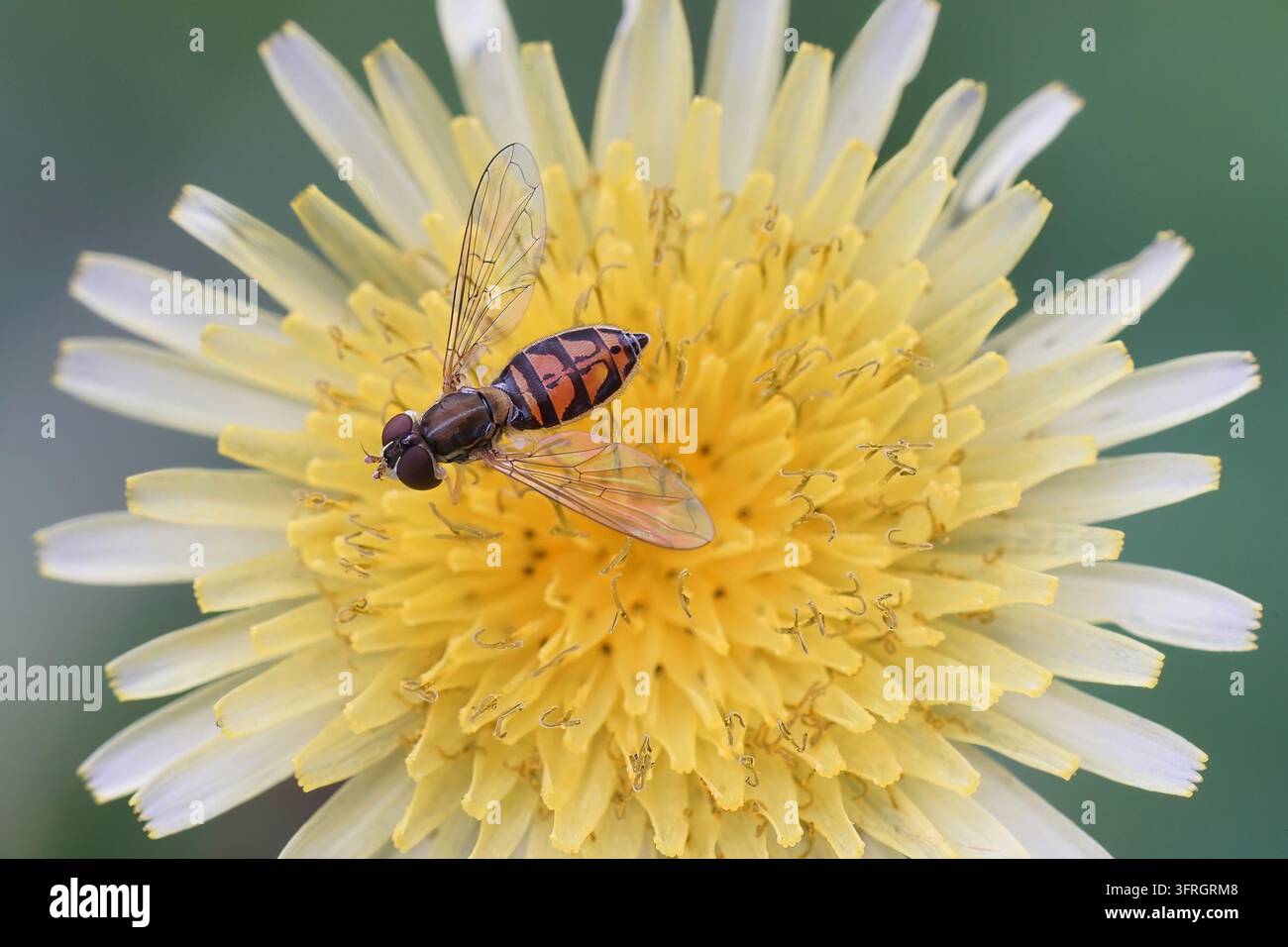 Close up macro di una mosca volante colorata che si nutre su un fiore selvatico giallo Foto Stock