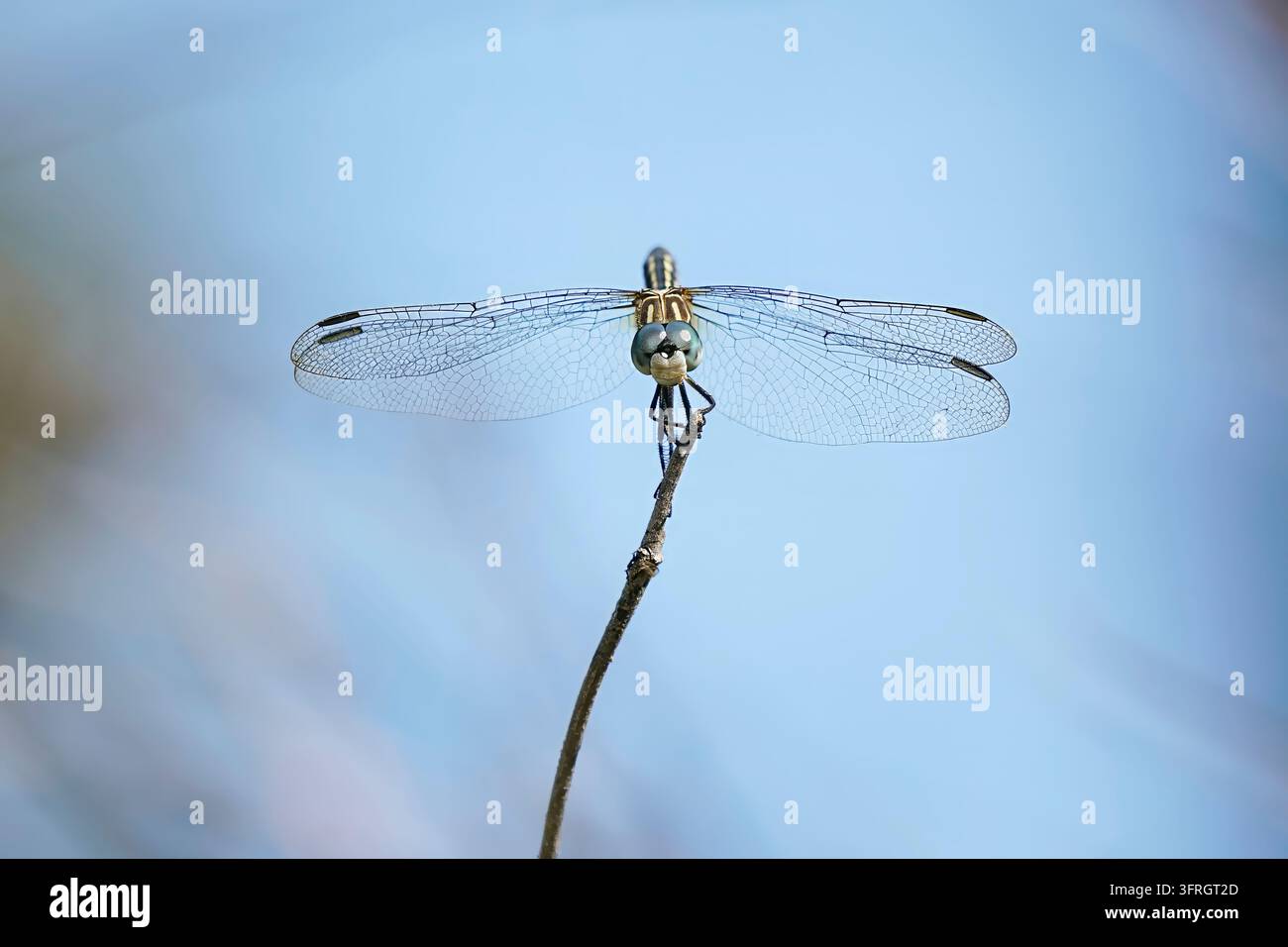 Libellula appollaiata su un ramoscello con le ali spiegate in una vista macro frontale dettagliata su sfondo blu Foto Stock