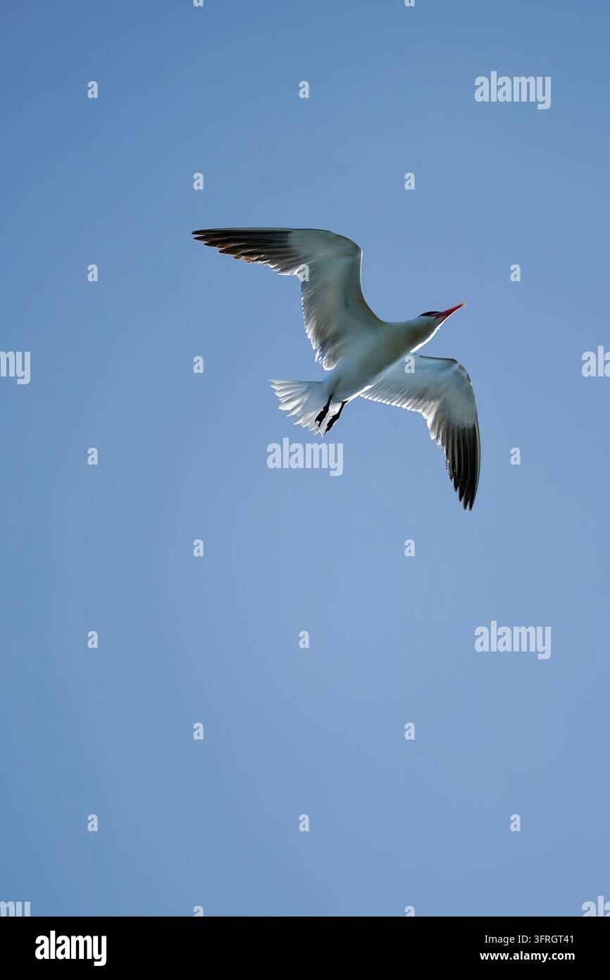 Sterna caspica che vola sopra la superficie dell'acqua con le ali spiegate contro un cielo blu limpido Foto Stock