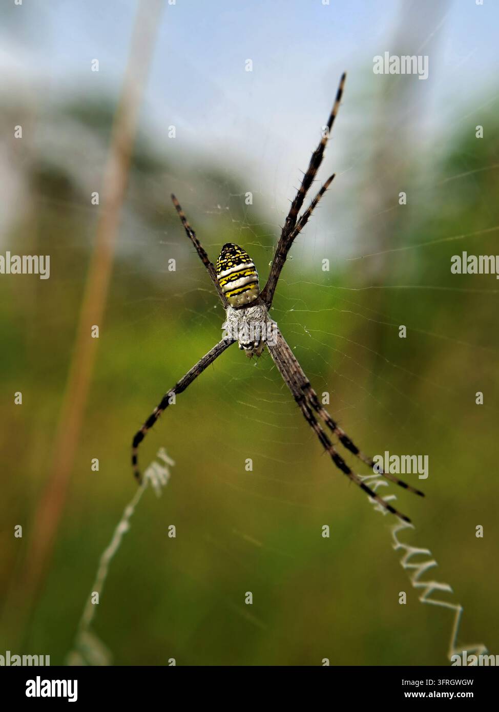 Una sorprendente ragnatela dal giardino bandata (Argiope anasuja) riposa sulla sua ragnatela circolare con stabilimento classico a forma di X in un habitat naturale di prato all'aperto Foto Stock