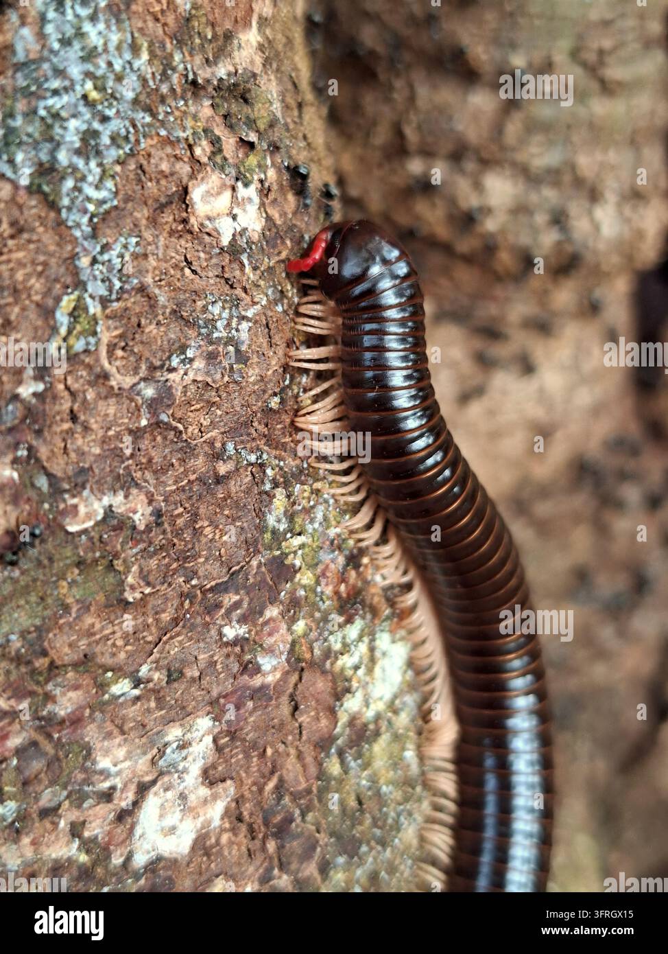 Un grande chilopode gigante marrone con numerose zampe chiare striscia su una trama di corteccia d'albero ruvida in un habitat di foresta tropicale selvaggia all'aperto Foto Stock